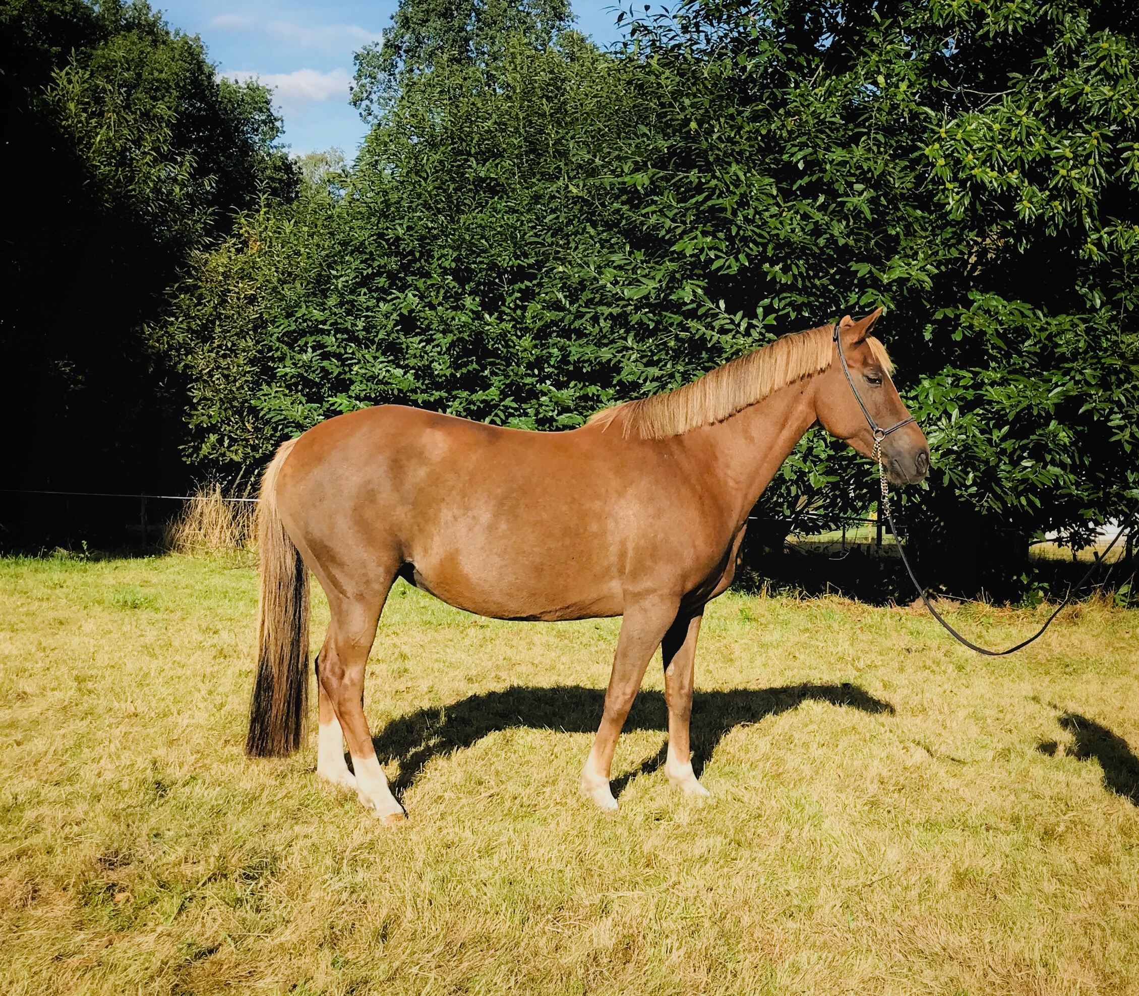 Image de l'annonce Poulain dressage a réserver in vitro