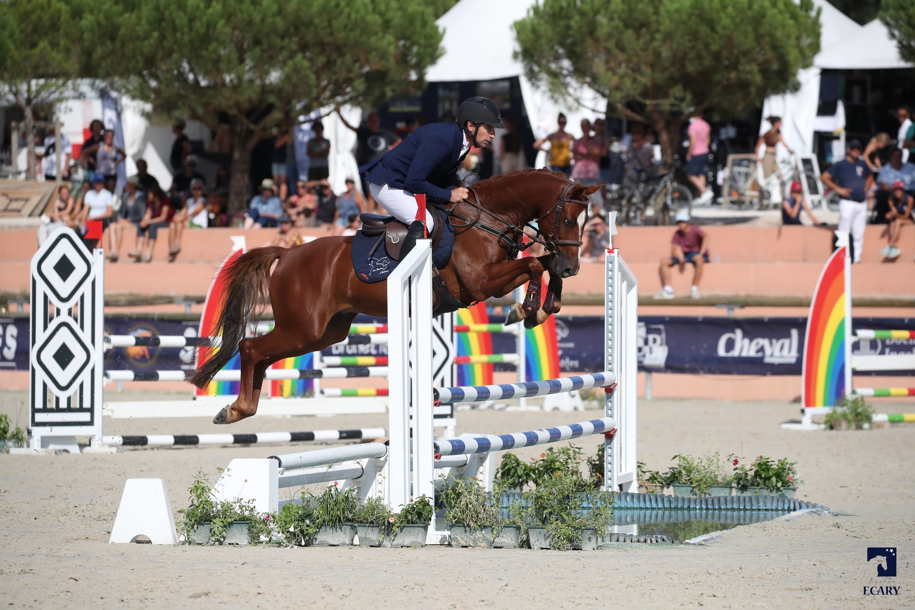 Image de l'annonce Poney hongre 6 ans