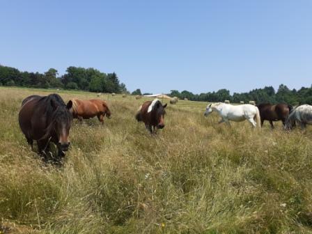 Image de l'annonce Pension chevaux Montagne Noire - LOISIR-RETRAITE