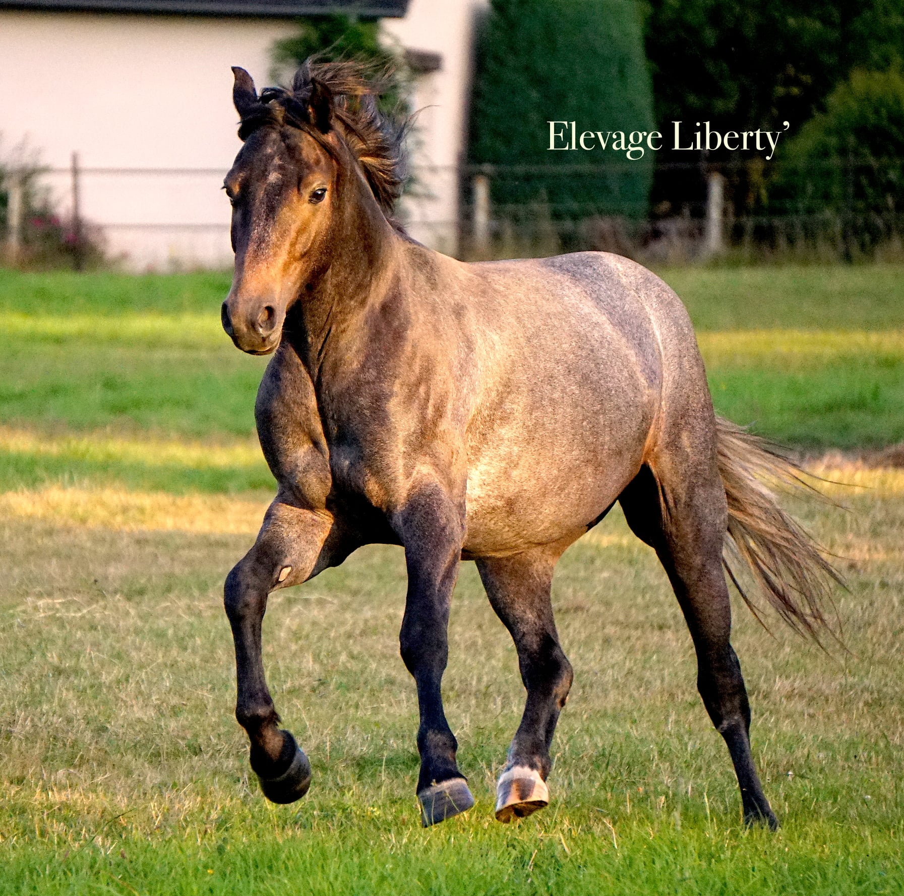 Image de l'annonce Superbe 2 ans PFS - très qualiteux - Idéal épreuves amateurs CCE & CSO
