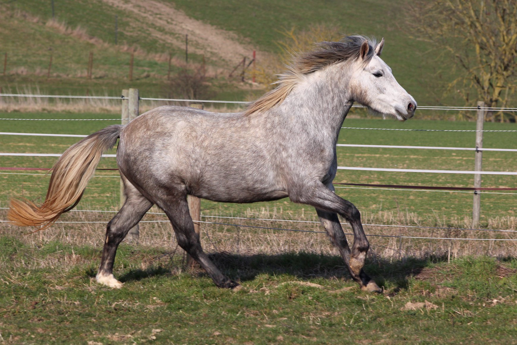 Image de l'annonce Ponette PFS prenant 4 ans