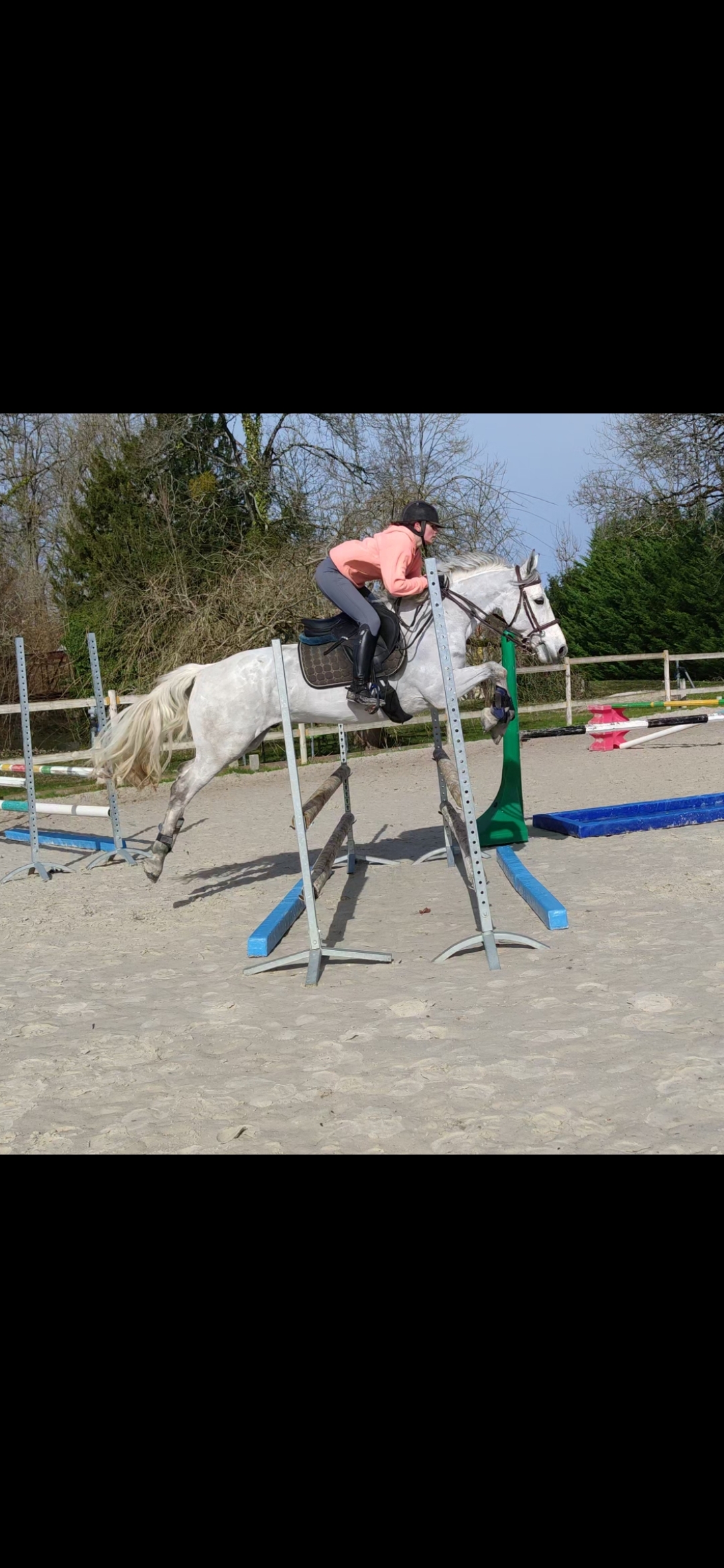 Image de l'annonce Poney D CSO