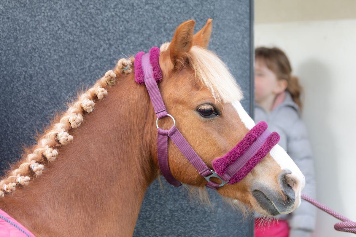 Image de l'annonce Poney b ONC