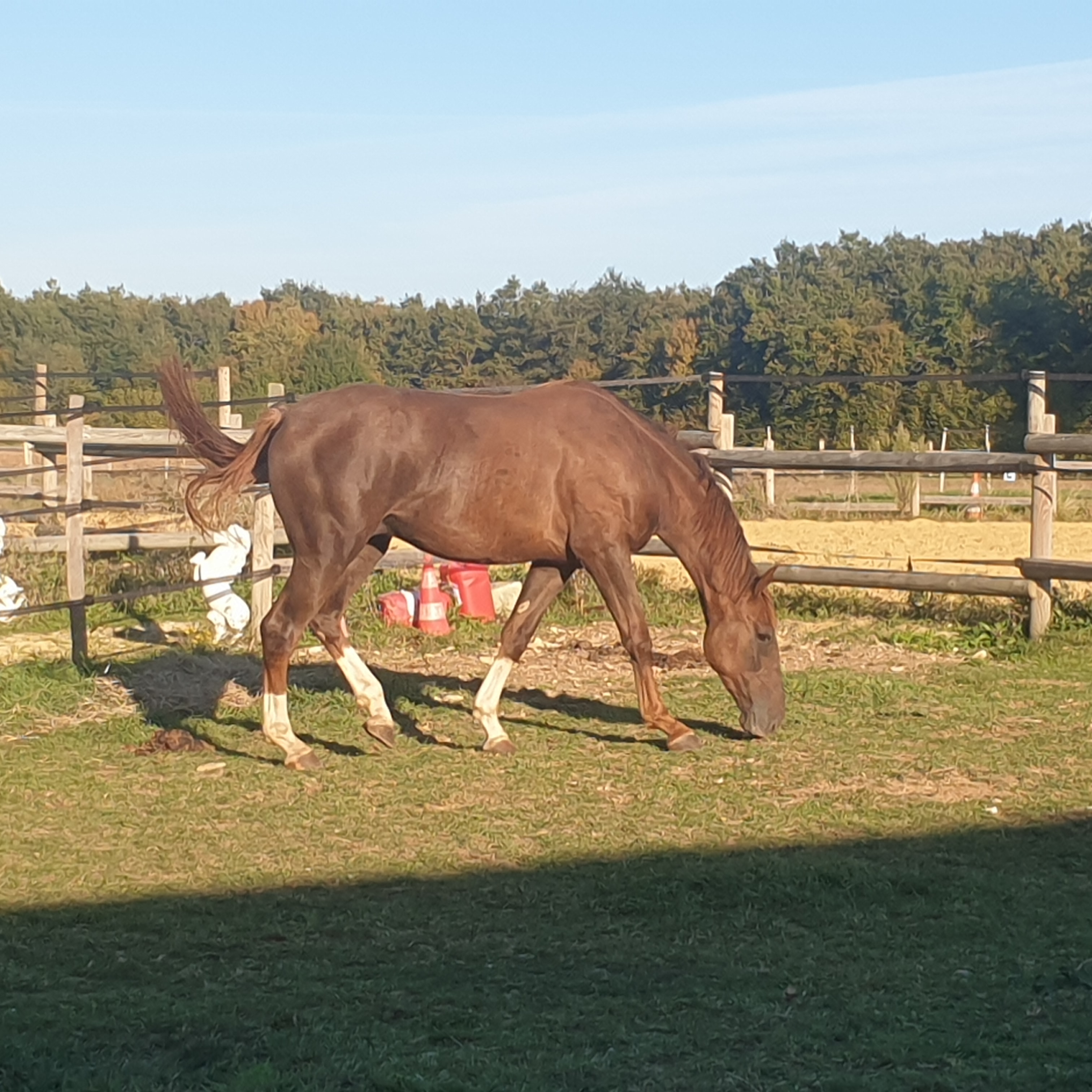 Image de l'annonce A VENDRE POULAIN 2 ANS