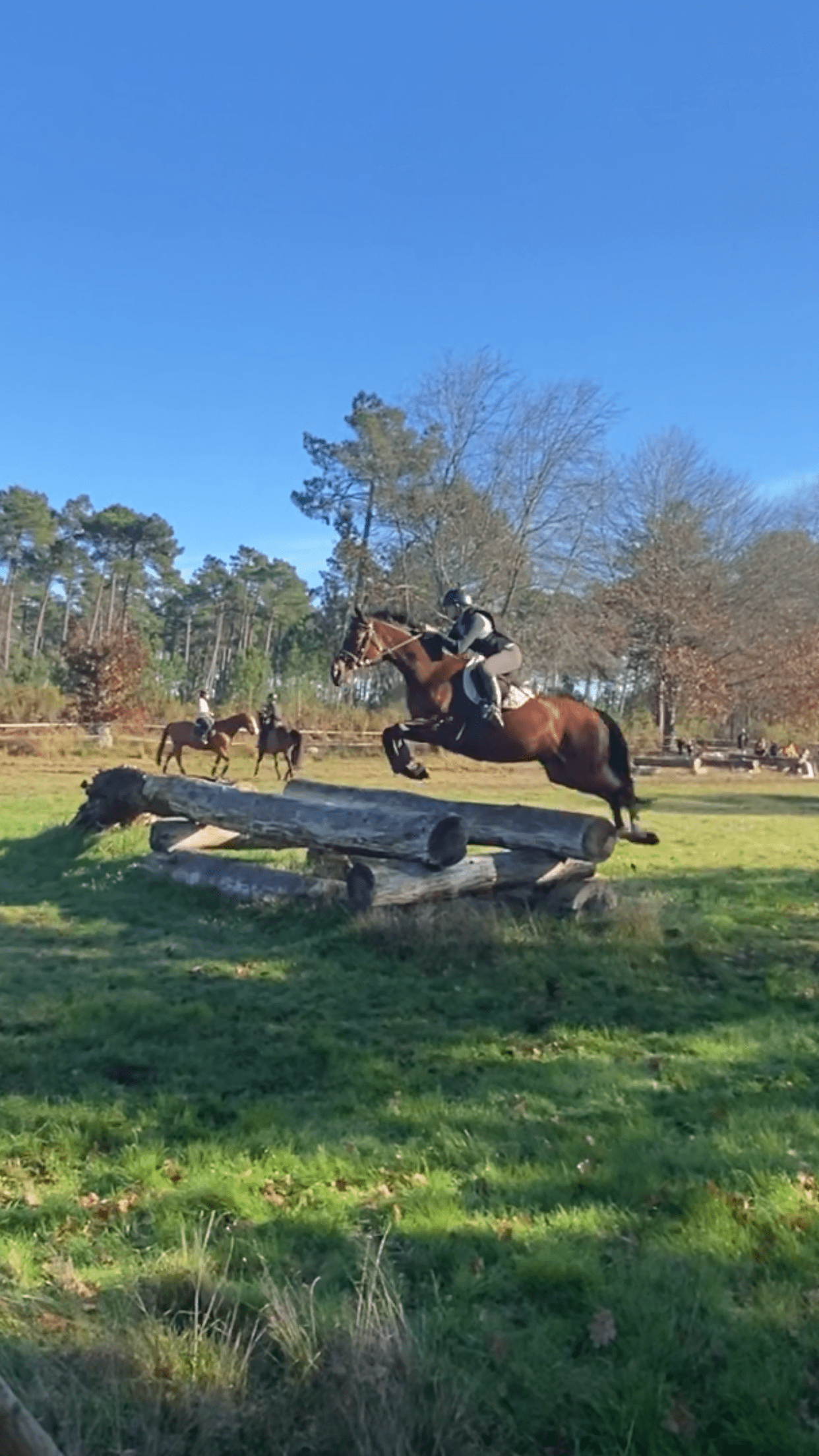 Image de l'annonce recherche cheval à confier ou à valoriser