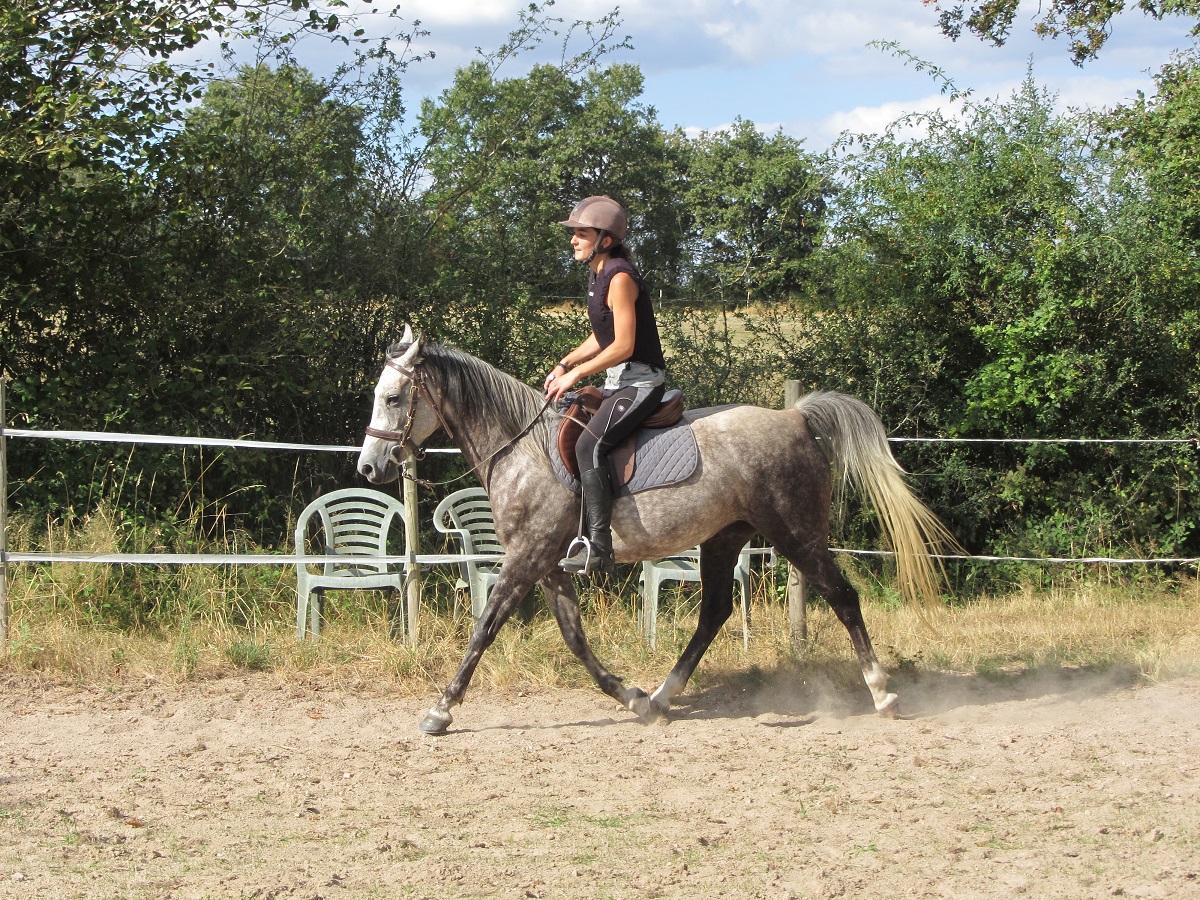 Image de l'annonce Vends petite jument arabe-barbe