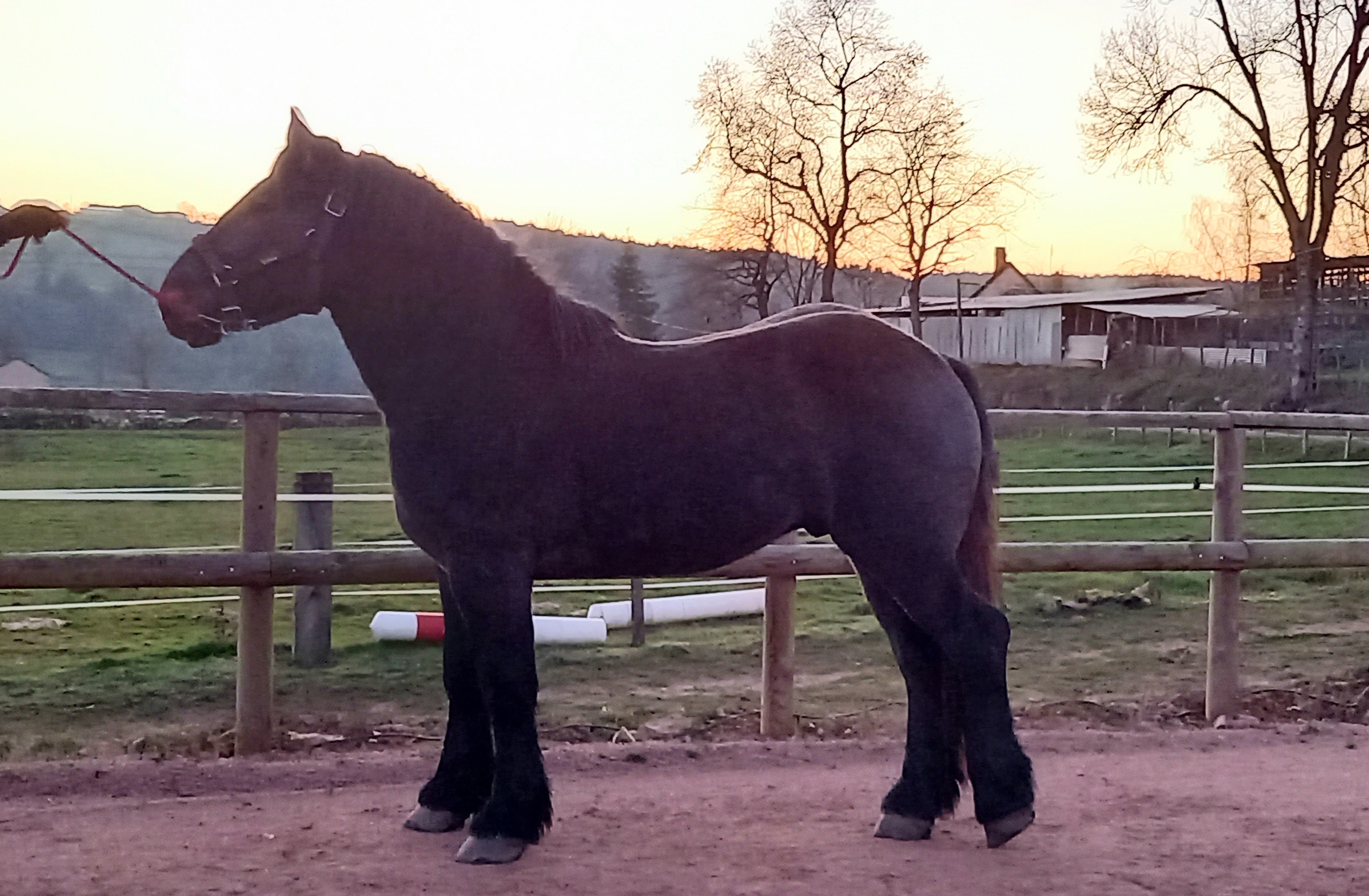 Image de l'annonce Poulain Percheron 2 ans