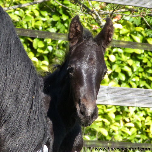 Image de l'annonce Top poulain neveu DIRECT de Romantic Love CCI5*