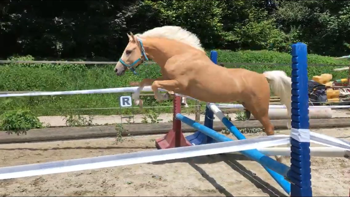 Image de l'annonce Poney D de sport allemand PP (père Welsh) 147cm 9ans