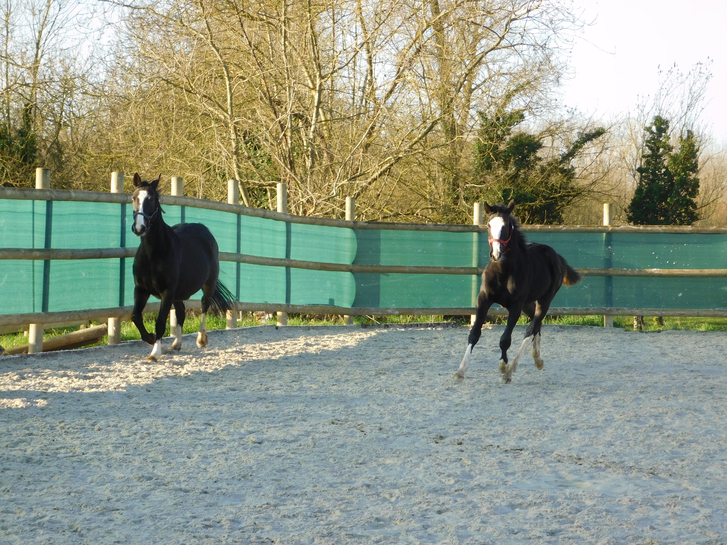 Image de l'annonce Foal Qlassic Bois margot