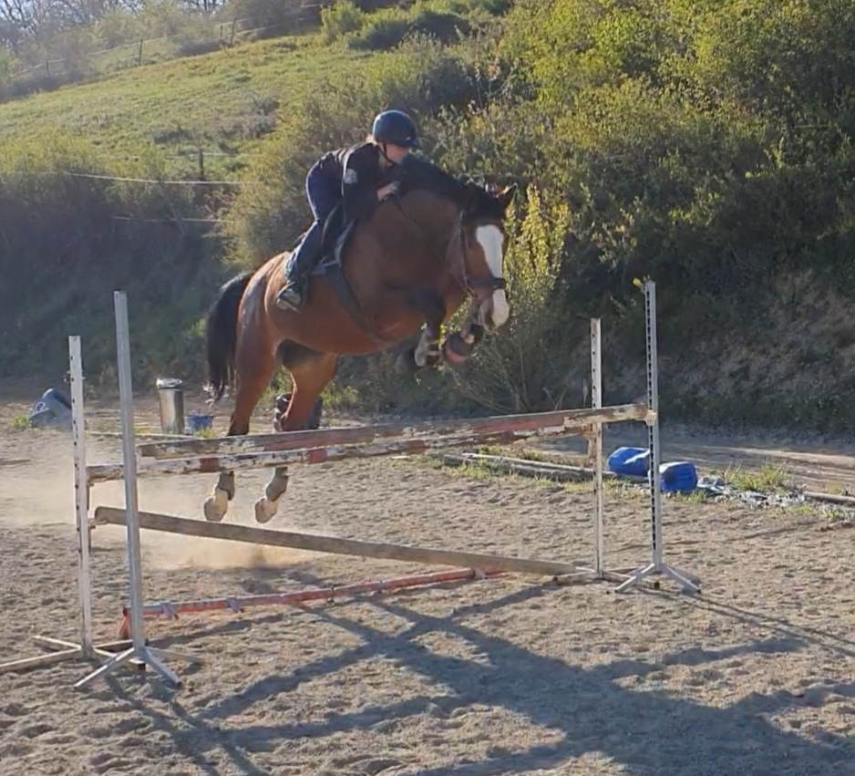 Image de l'annonce Top jument pour amateur élite/pro2