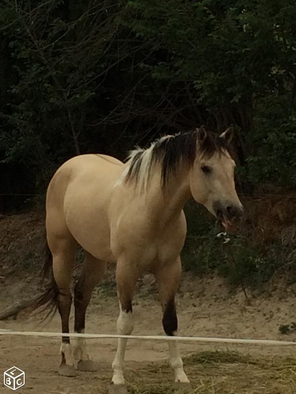 Image de l'annonce quater horse OC