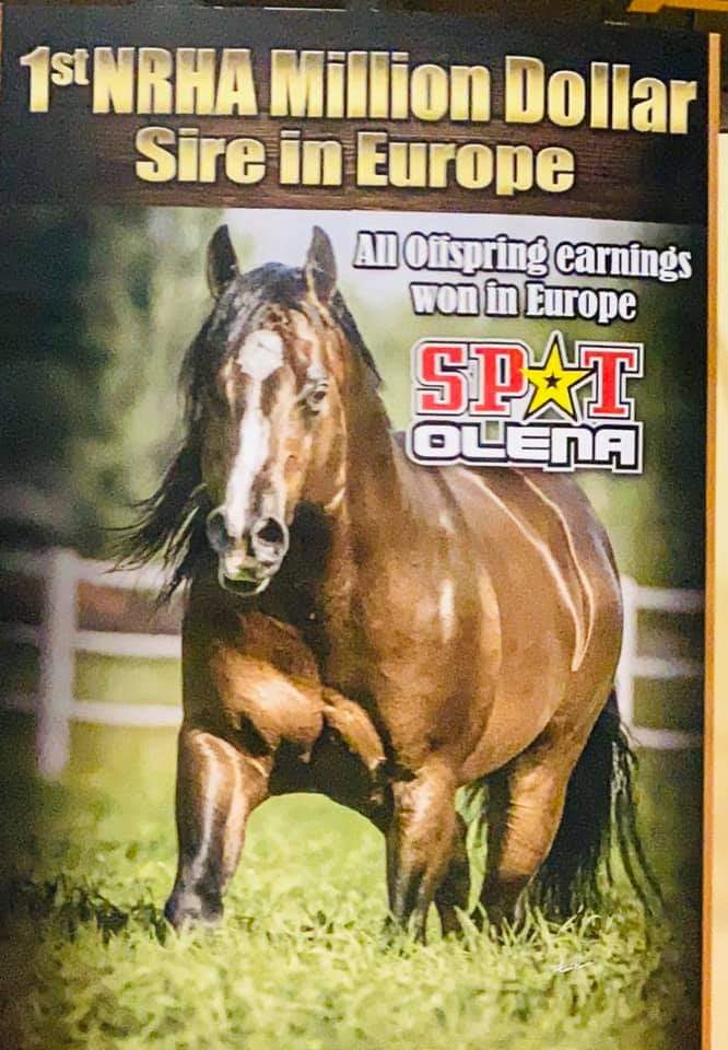 Image de l'annonce Quarter horse bai roan