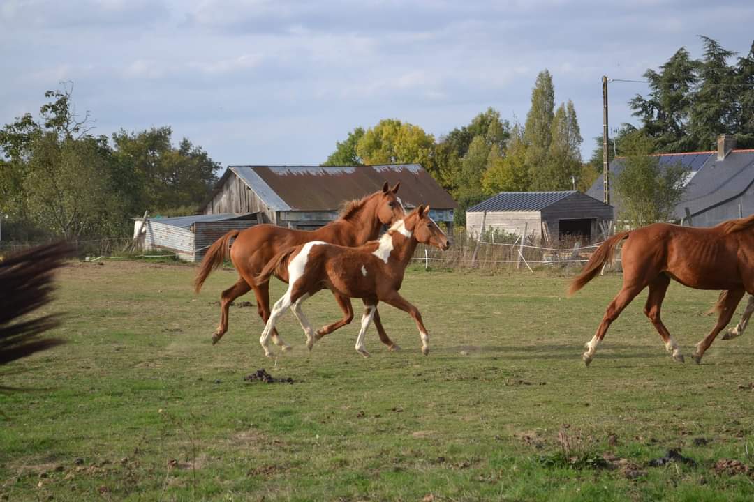 Image de l'annonce Pouliche pie tobiano
