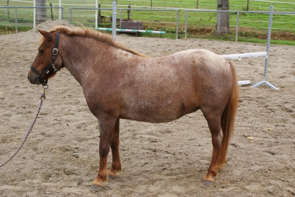 Image de l'annonce Poney femelle grand A porteuse bien montée 13 ans