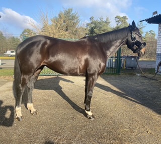 Image de l'annonce Jument de dressage
