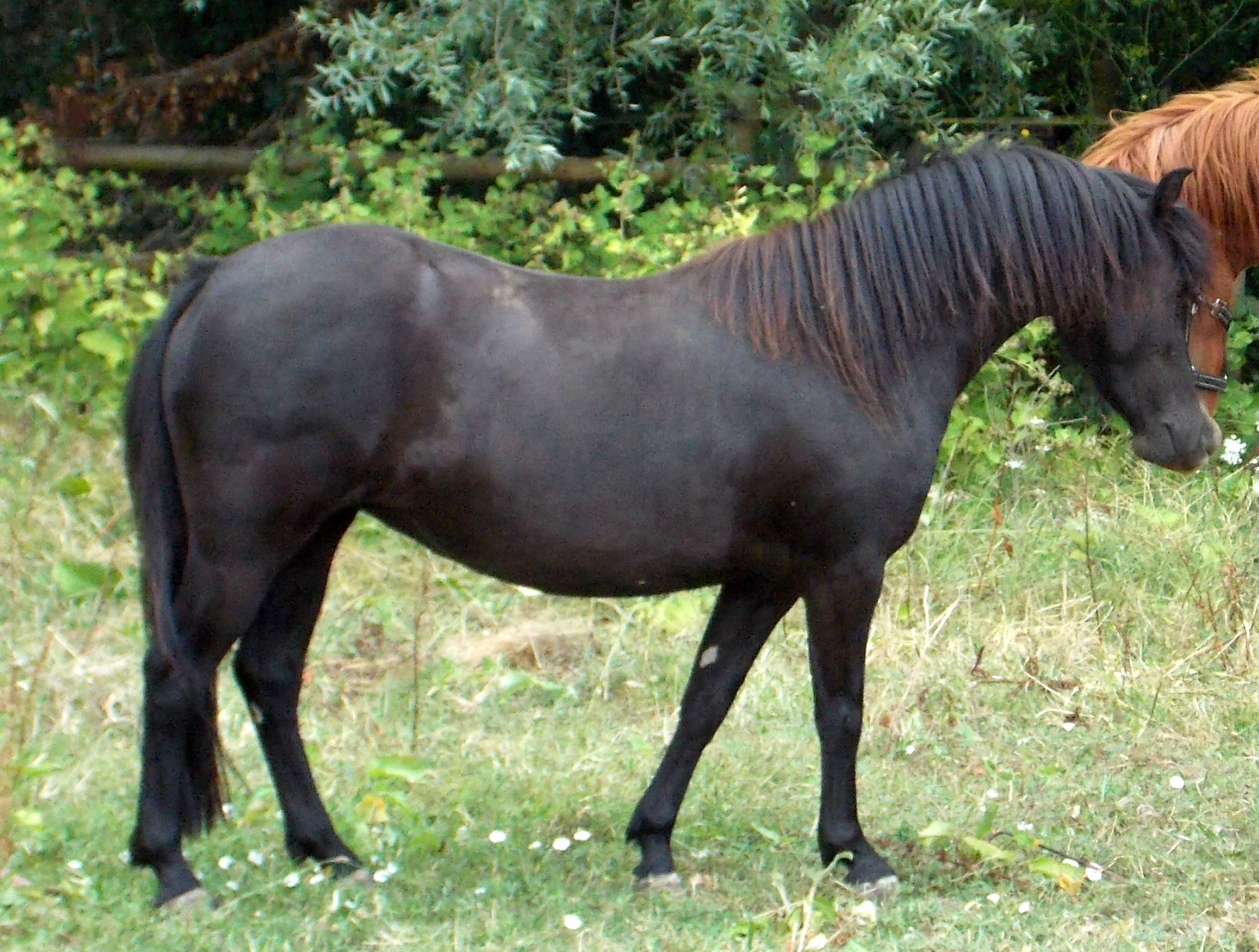 Image de l'annonce Pouliniere dartmoor pleine pour 2020