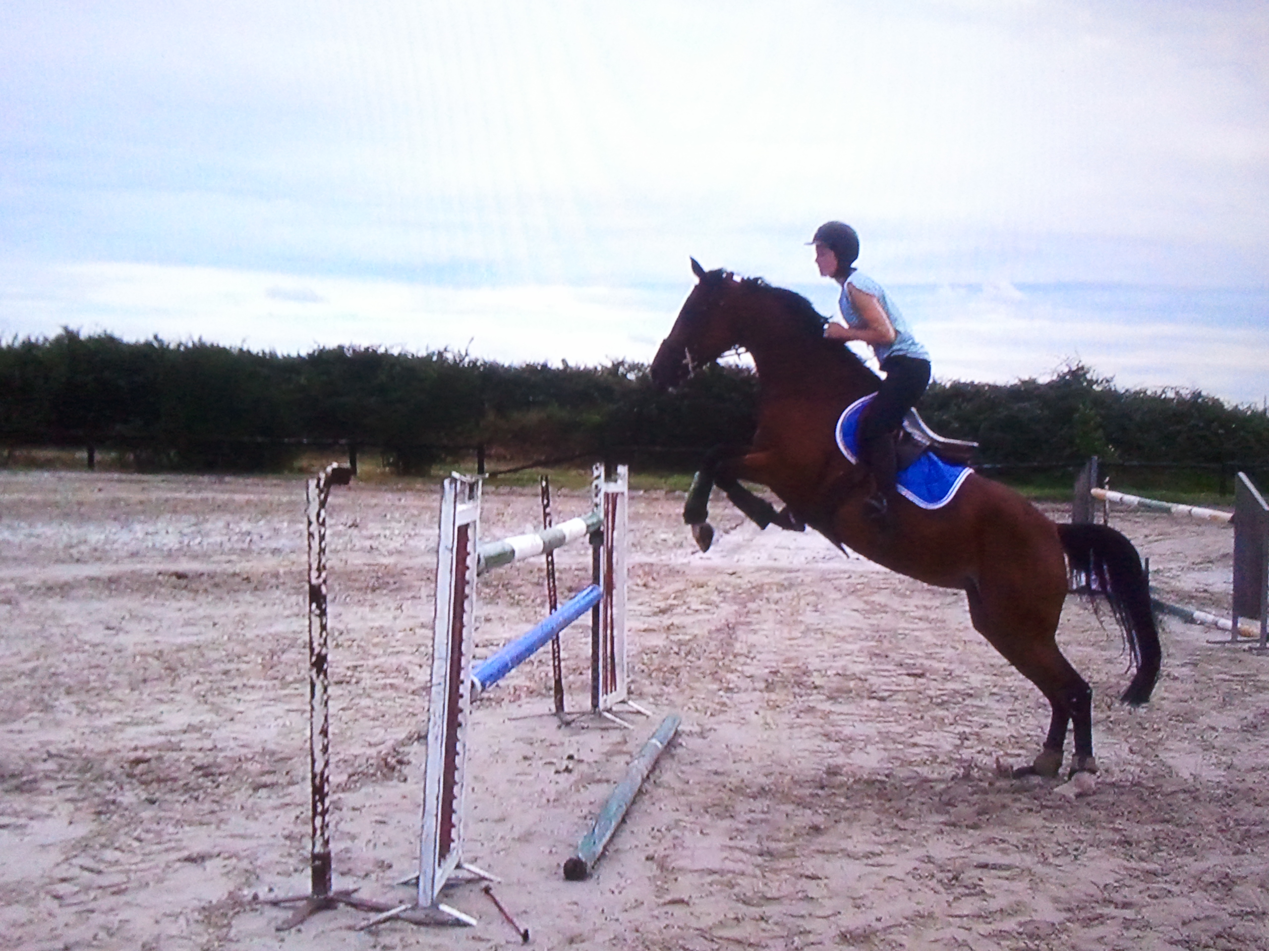 Image de l'annonce Jument 12 ans CSO Mylord Carthago