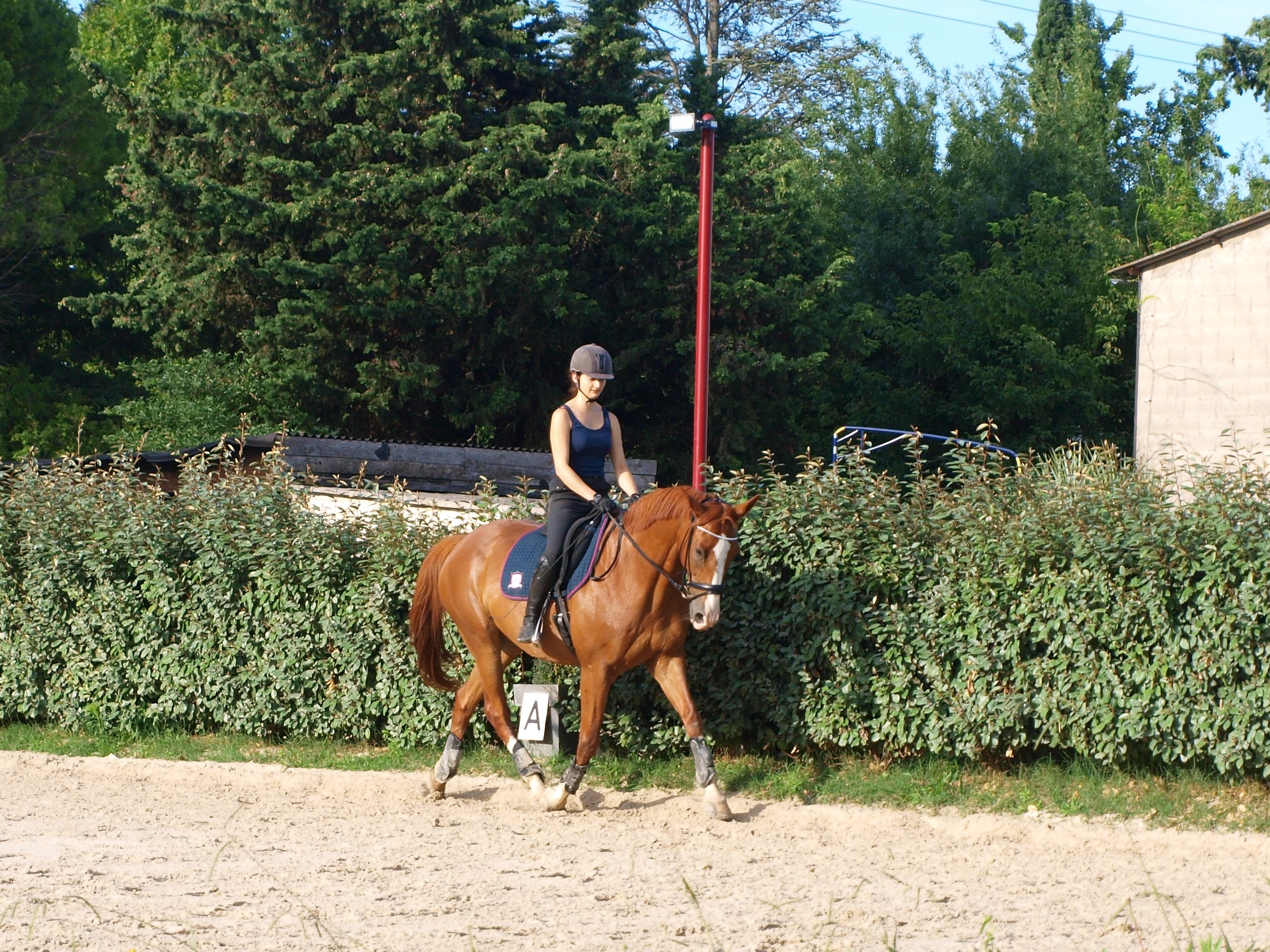 Image de l'annonce Cheval dressage