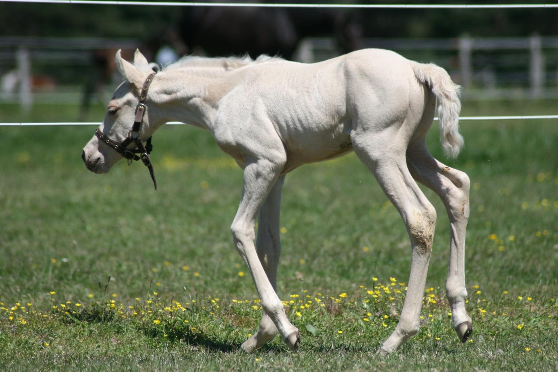 Image de l'annonce Poulain Palomino AZTÈQUE