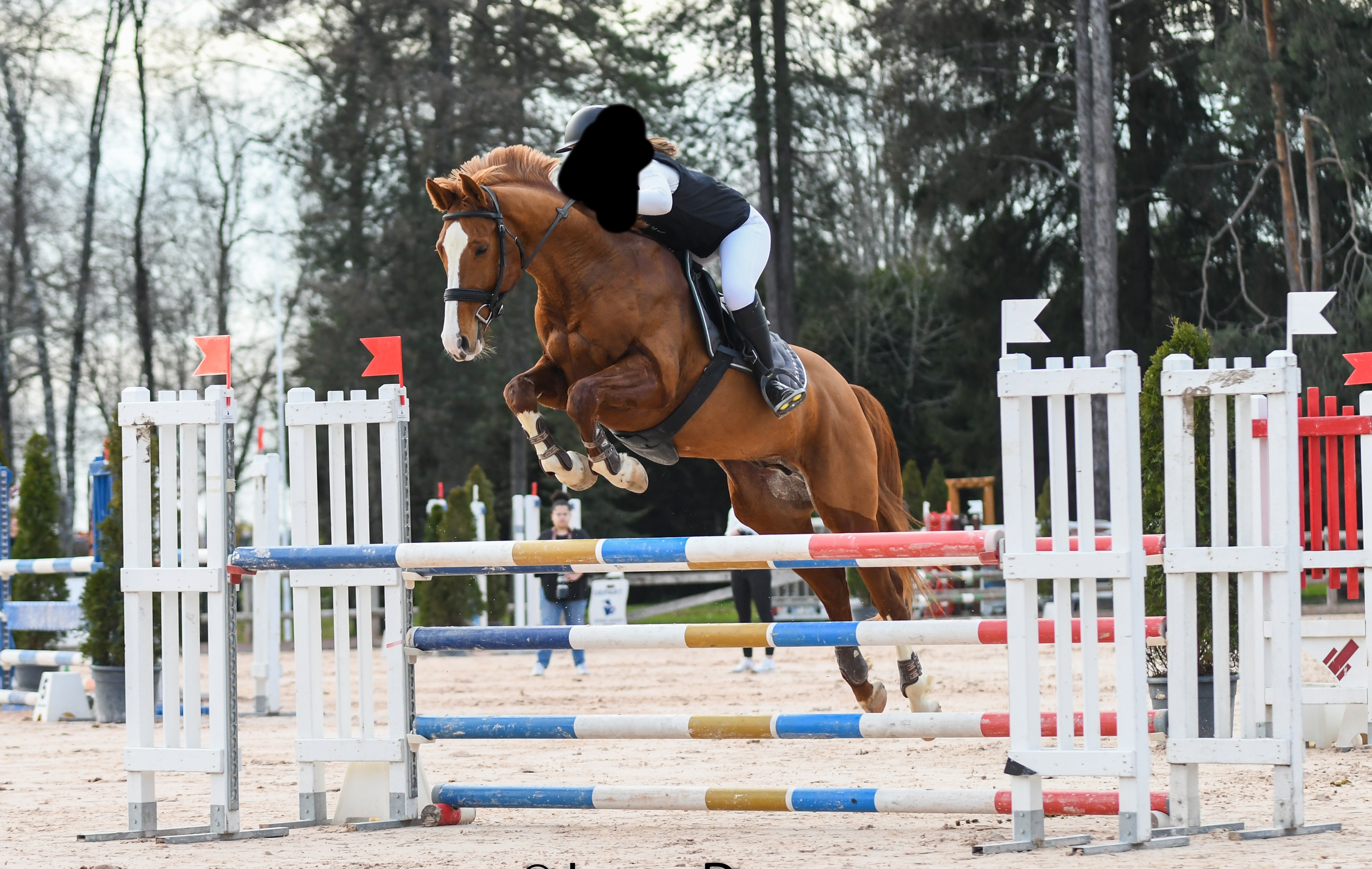 Image de l'annonce Cheval entier de sport
