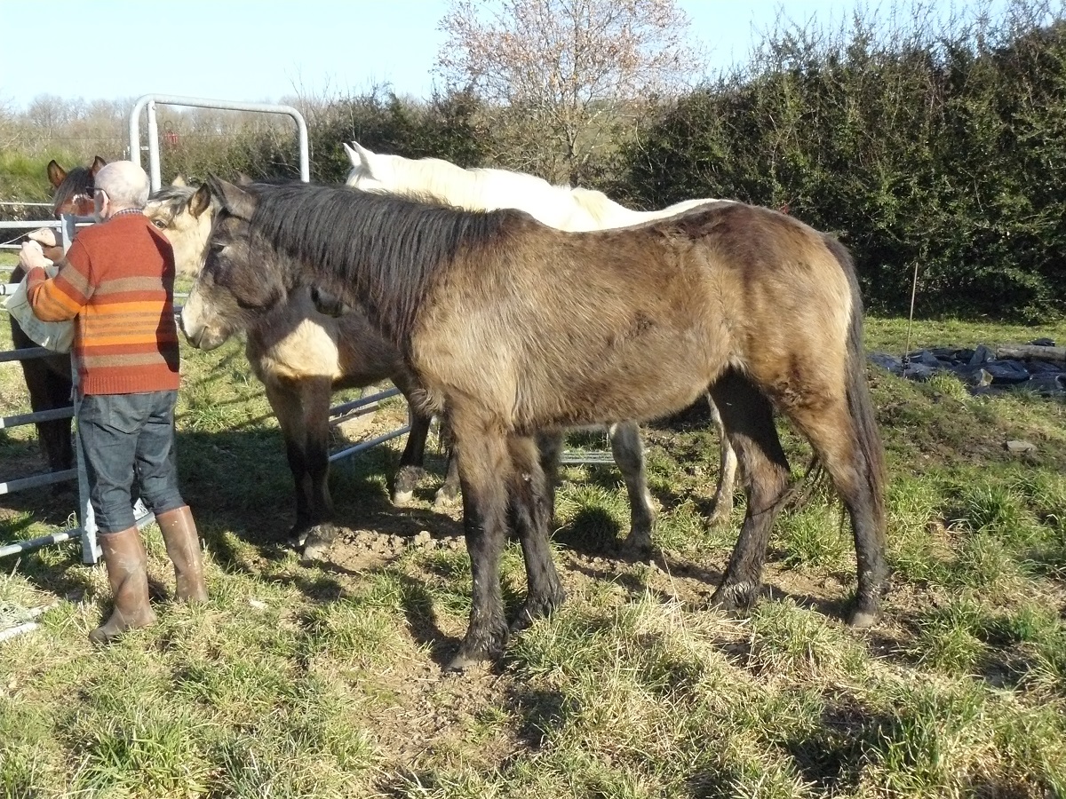 Image de l'annonce Cherche Poulain Connemara male ou échange contre pouliche