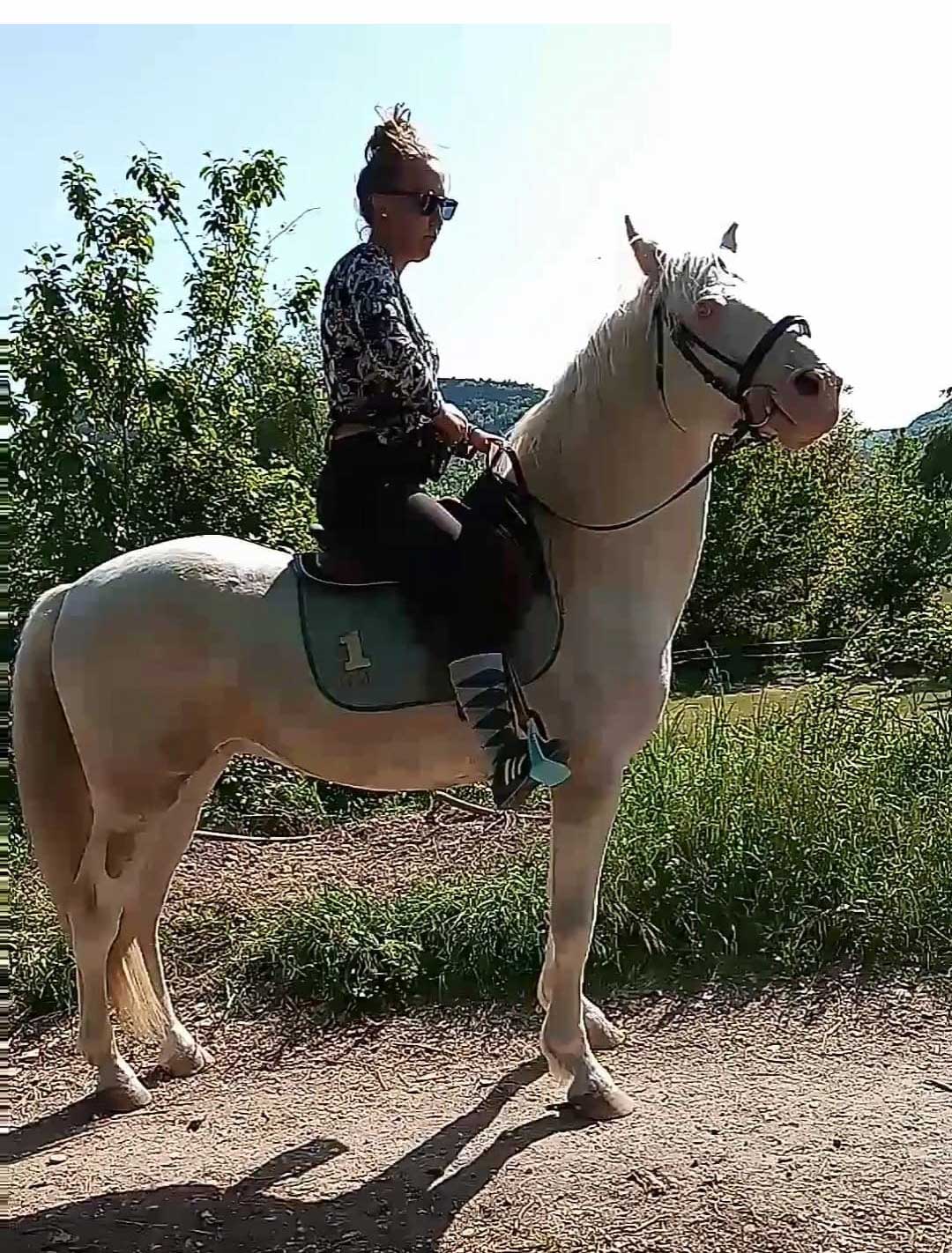 Image de l'annonce cheval mâle de couleur crème