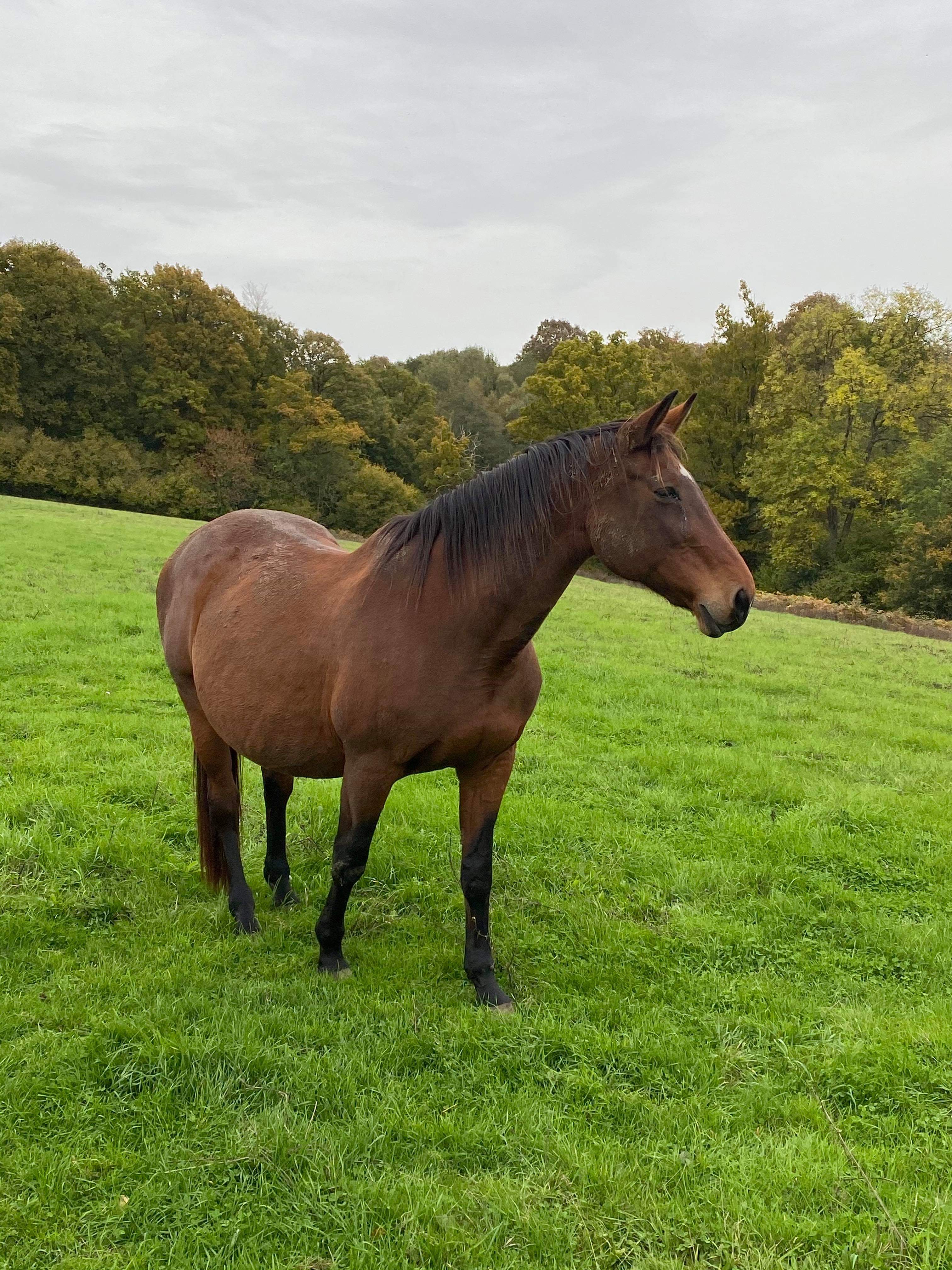 Image de l'annonce pouliniere flyer x royal feu souche pironnière 5* mere d'etalon