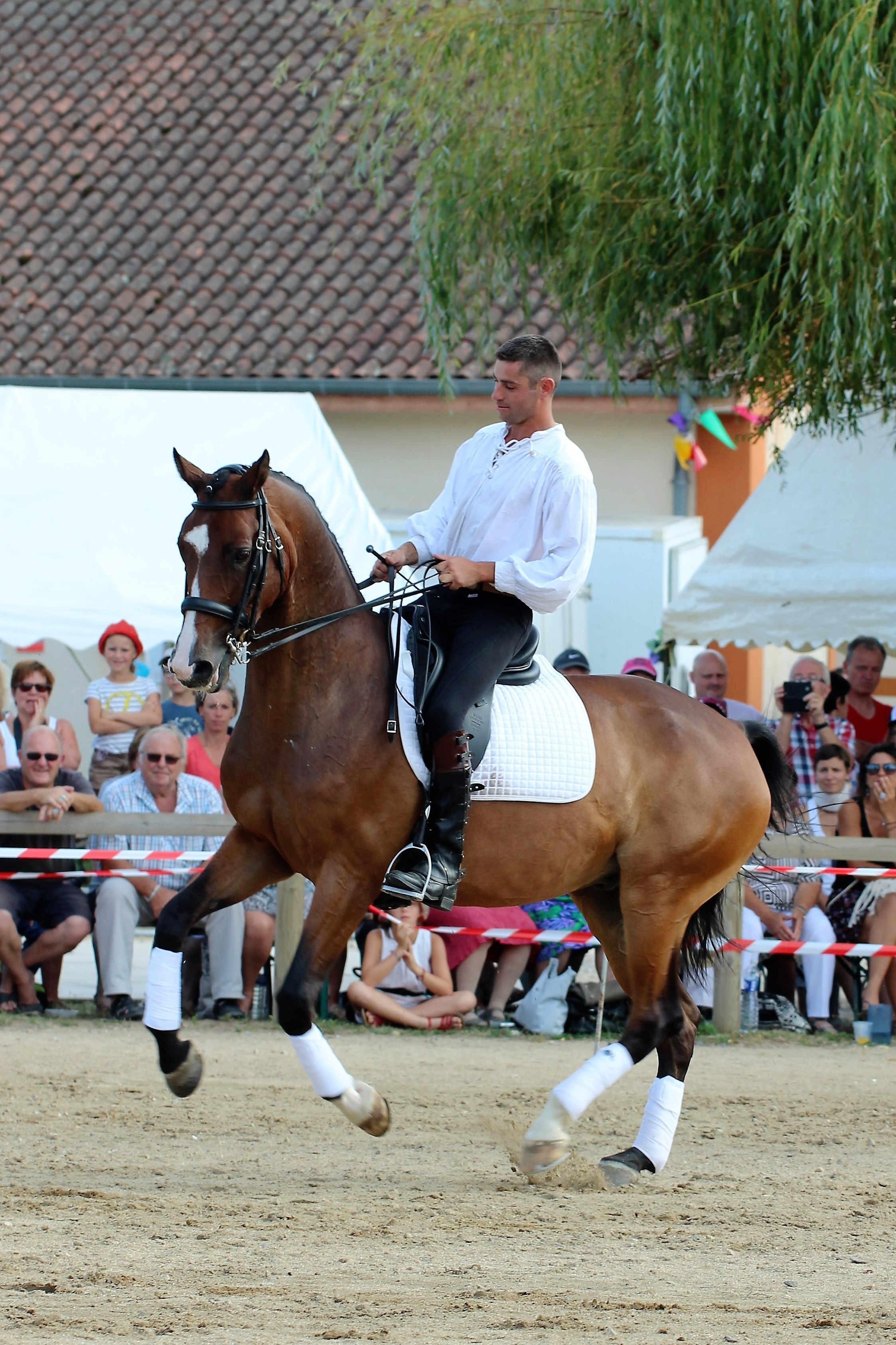 Image de l'annonce vend maitre d 'ecole dressage