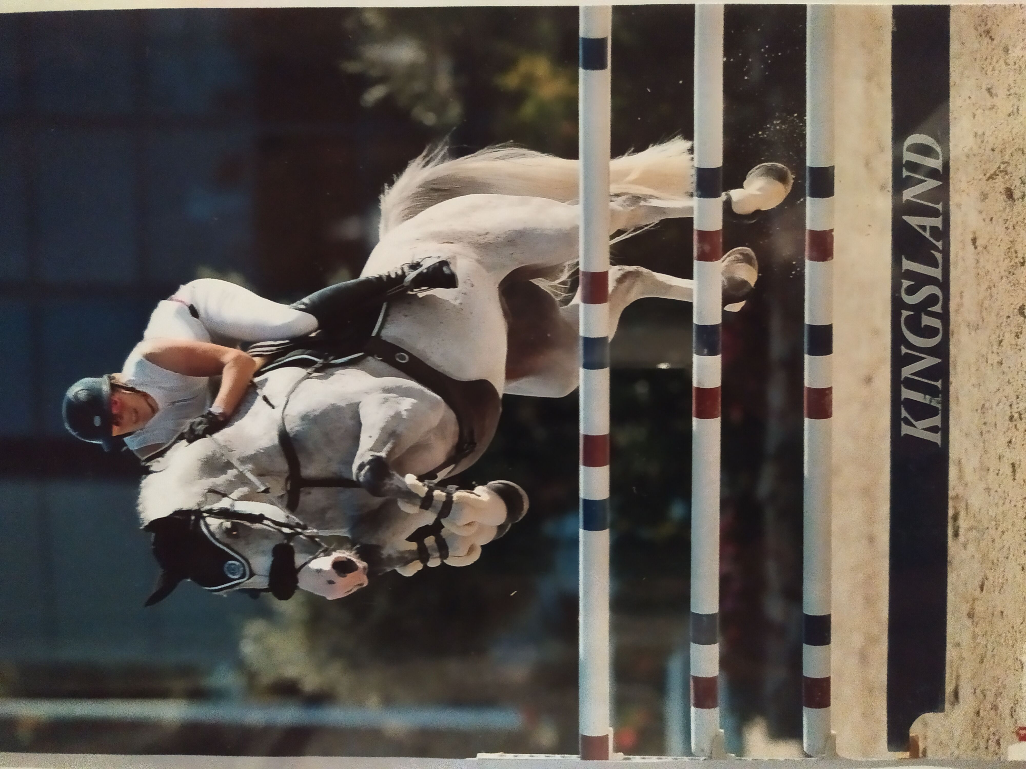 Image de l'annonce Cheval de CSO / Performer en 140