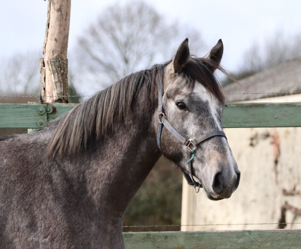 Image de l'annonce Jolie cheval gris