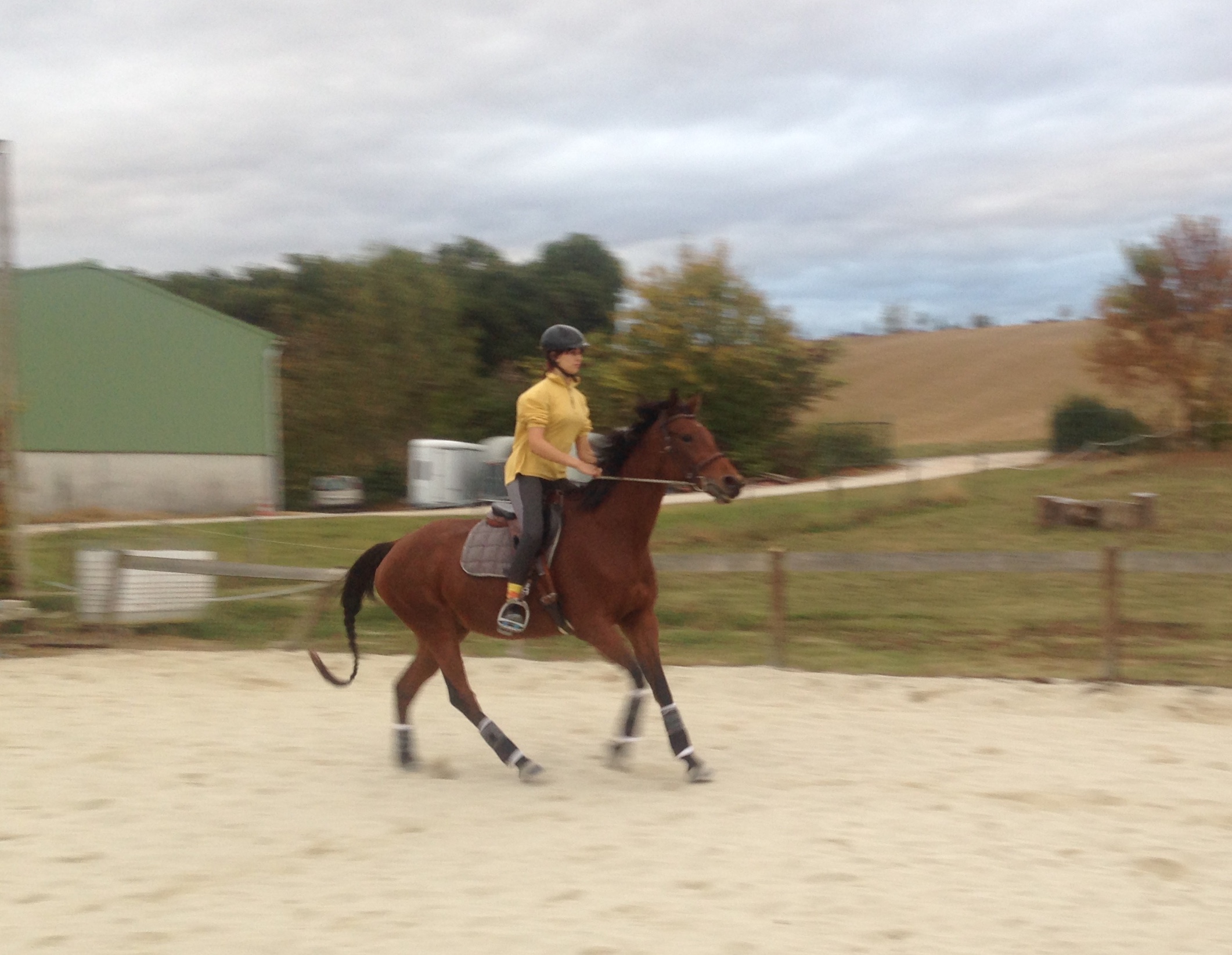 Image de l'annonce Pur sang de 8 ans pour CSO ou CCE