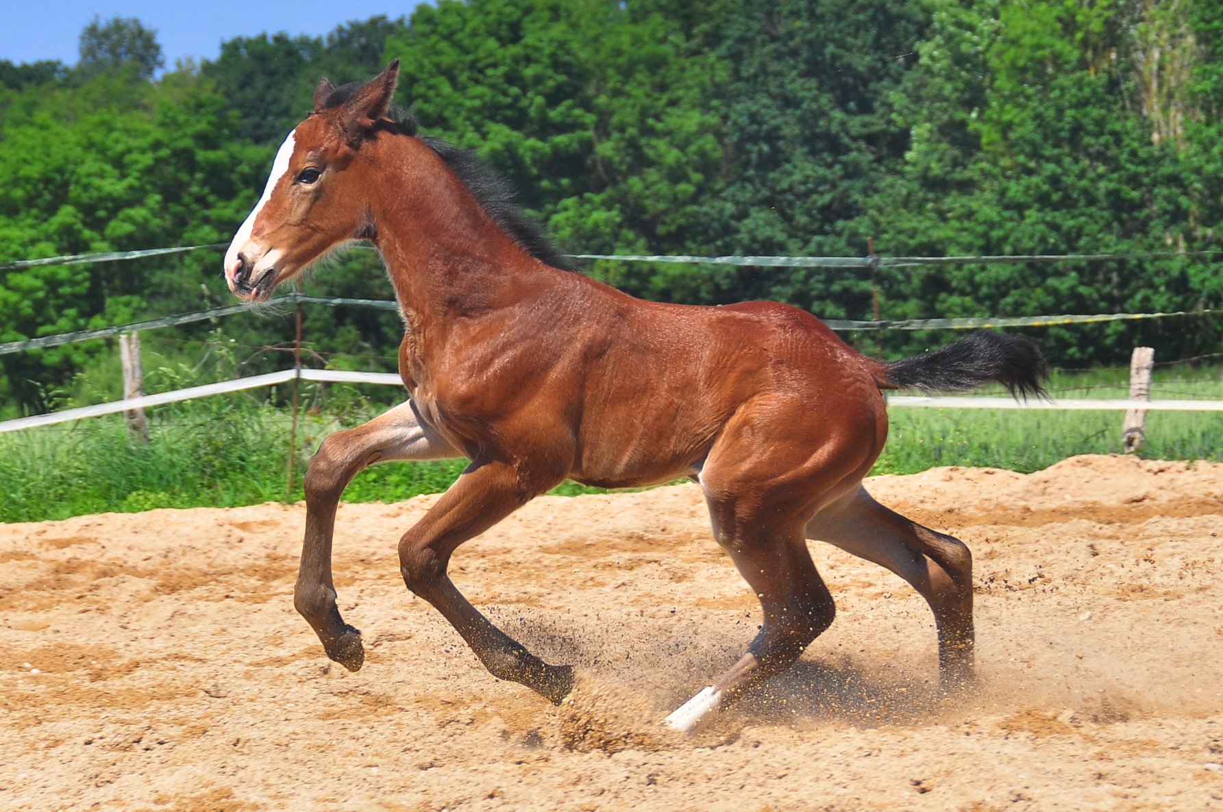 Magnifique pouliche top origines et caract re