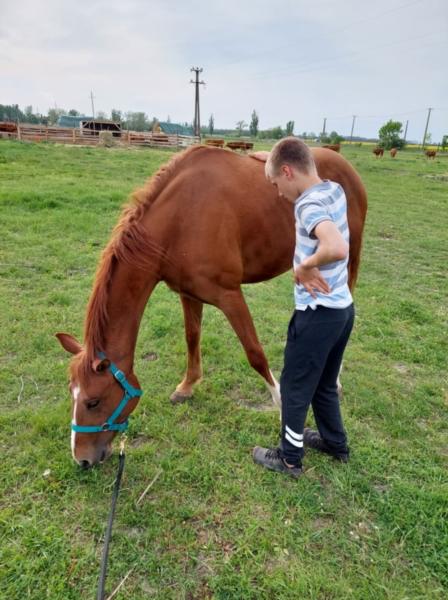Image de l'annonce Vente d'un Quarter horse