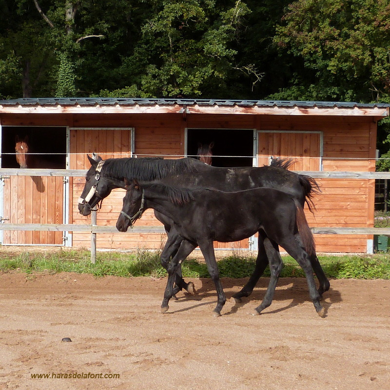 Image de l'annonce Top poulain AA neveu direct du crack ROMANTIC LOVE CCI5* !