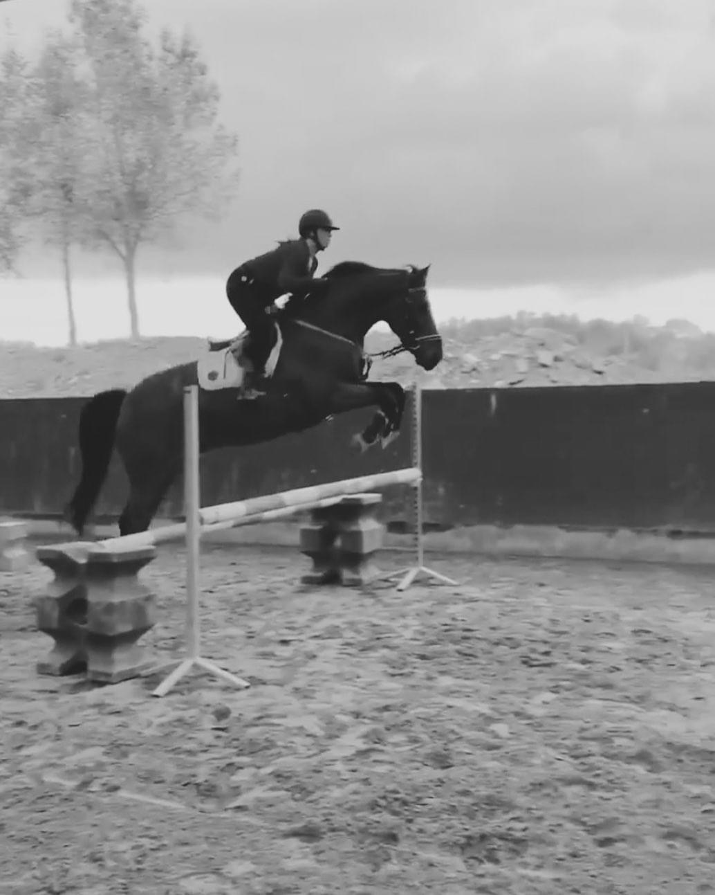 Image de l'annonce Cheval hongre SF 11 ans