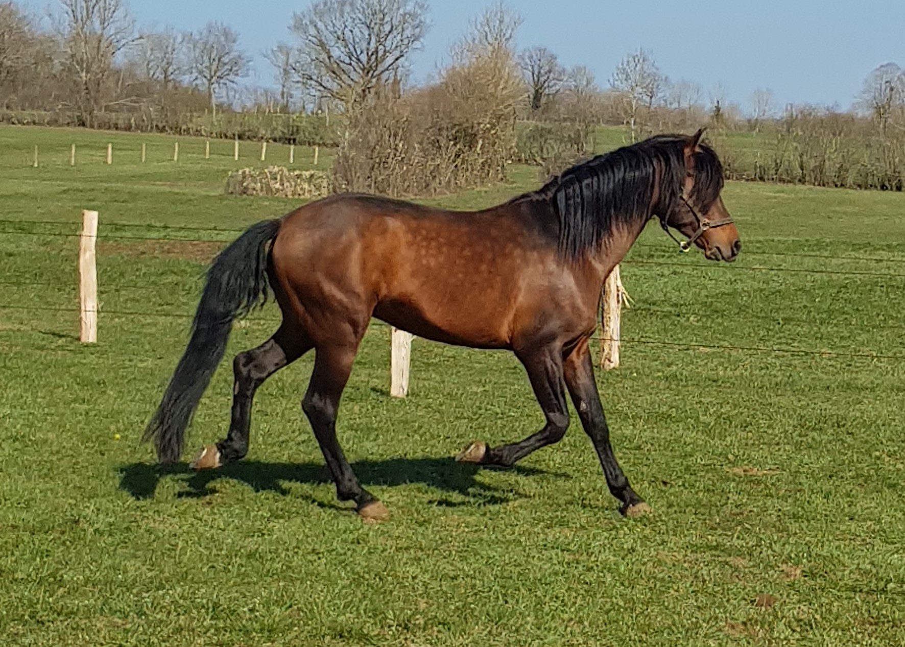 Image de l'annonce Magnifique cheval Pure Race Espagnole