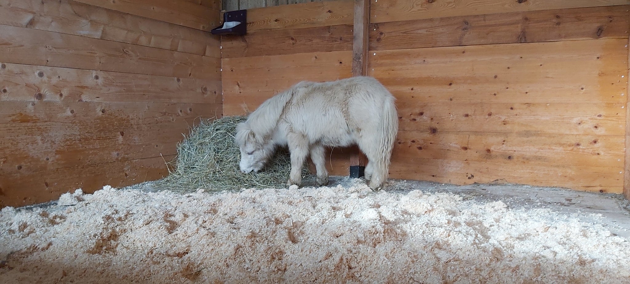 Image de l'annonce Poney mini shetland