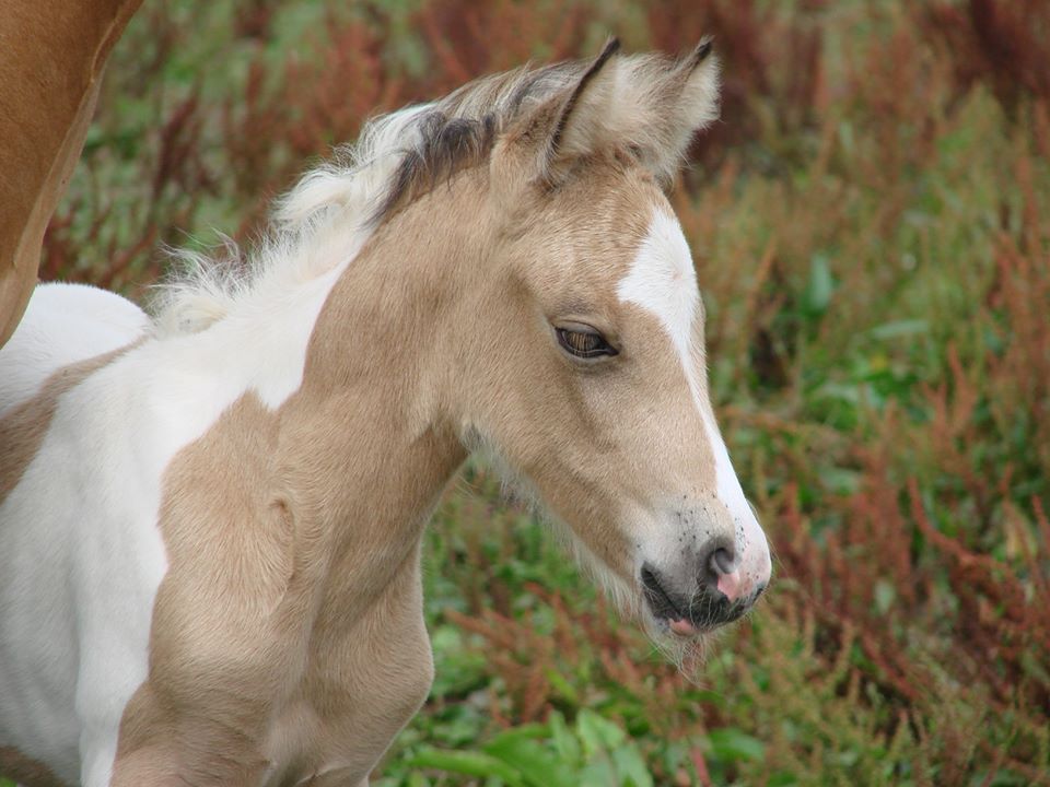 Image de l'annonce Poneys type SHETLAND toutes couleurs