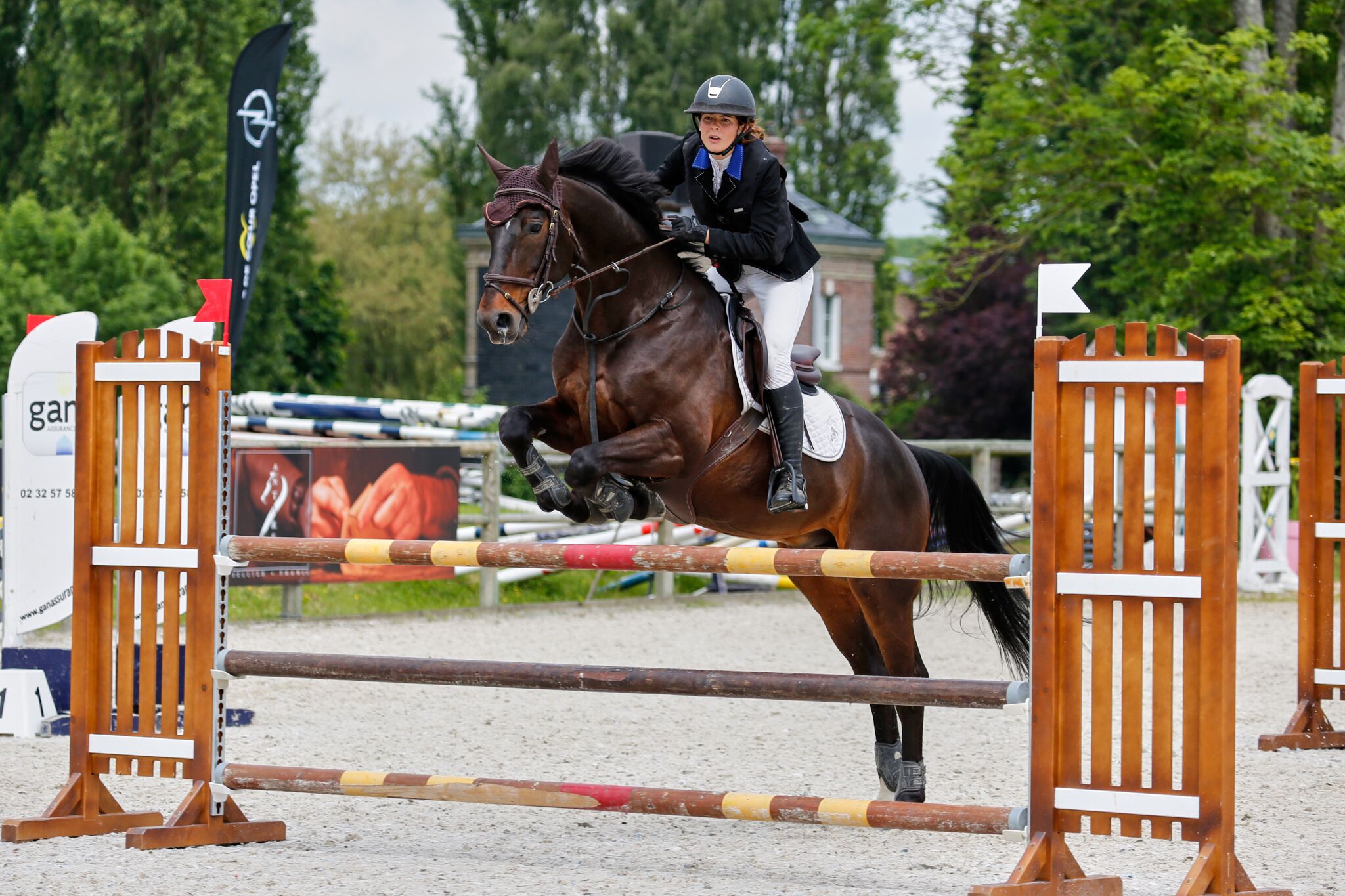 Image de l'annonce Typhon de Hus : cheval de qualité pour CSO