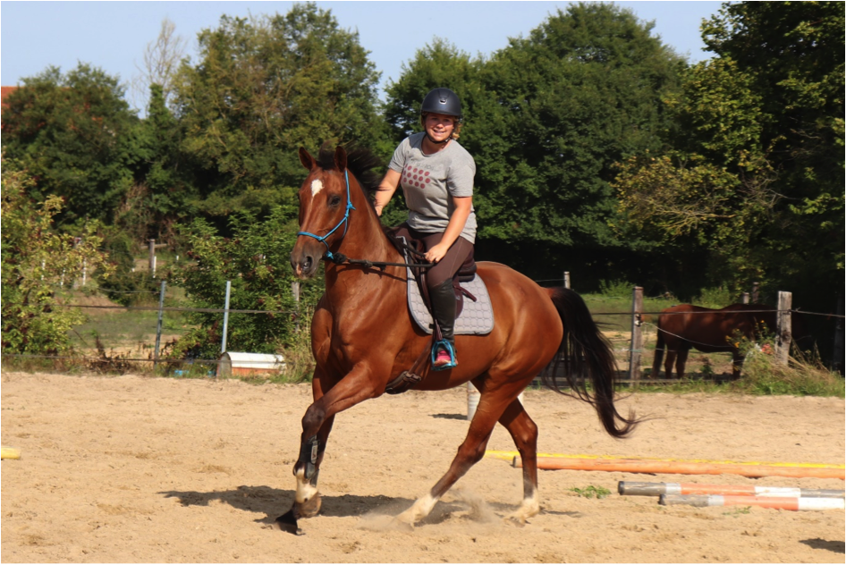Image de l'annonce INDIGO VAN'T GESTELHOF BWP ; hongre de 11 ans ;  1m68