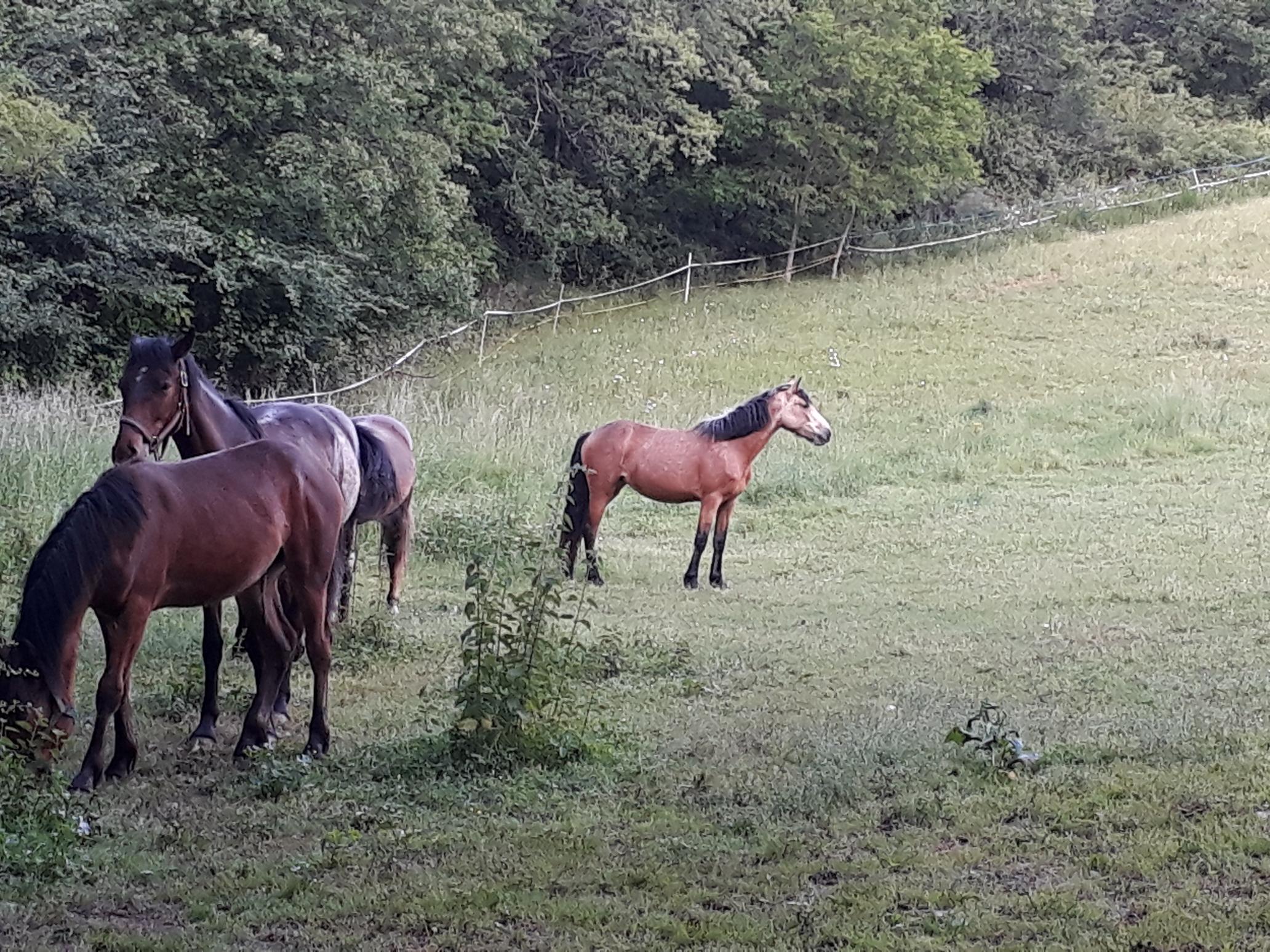 Image de l'annonce Pouliche Connemara PP 2 ans