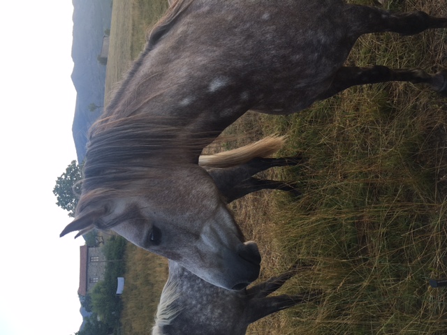 Image de l'annonce Hongre Haflinger/Pur sang arabe