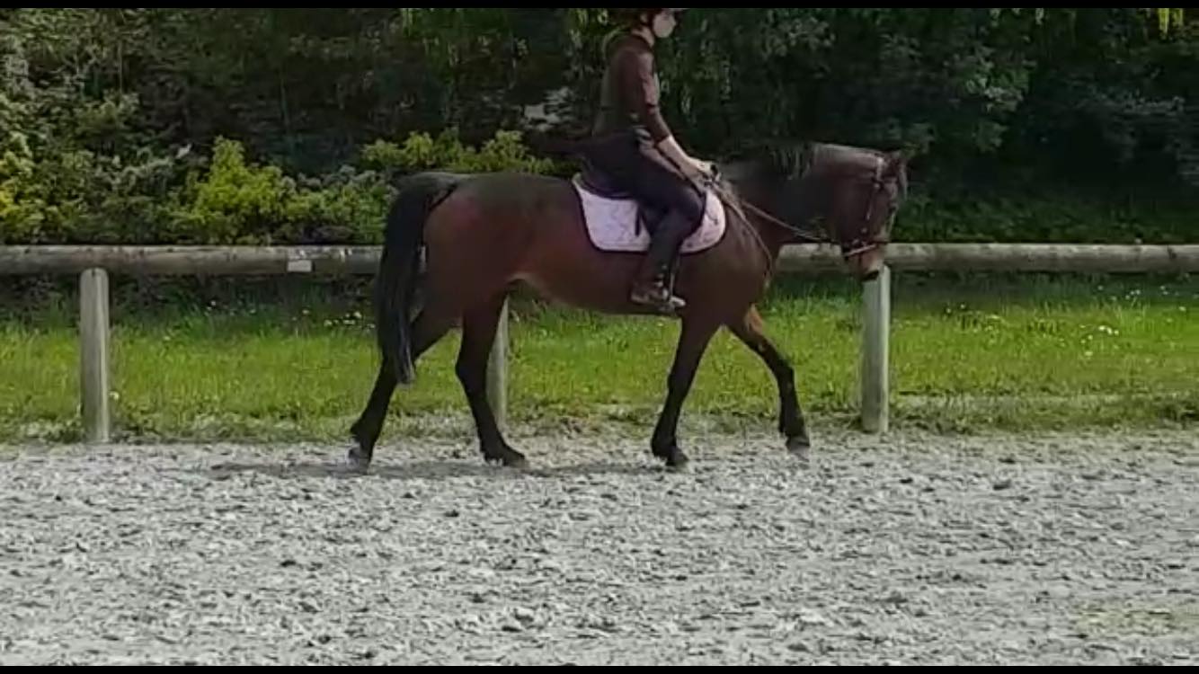 Image de l'annonce Poney / cheval de sport jument de 5 ans