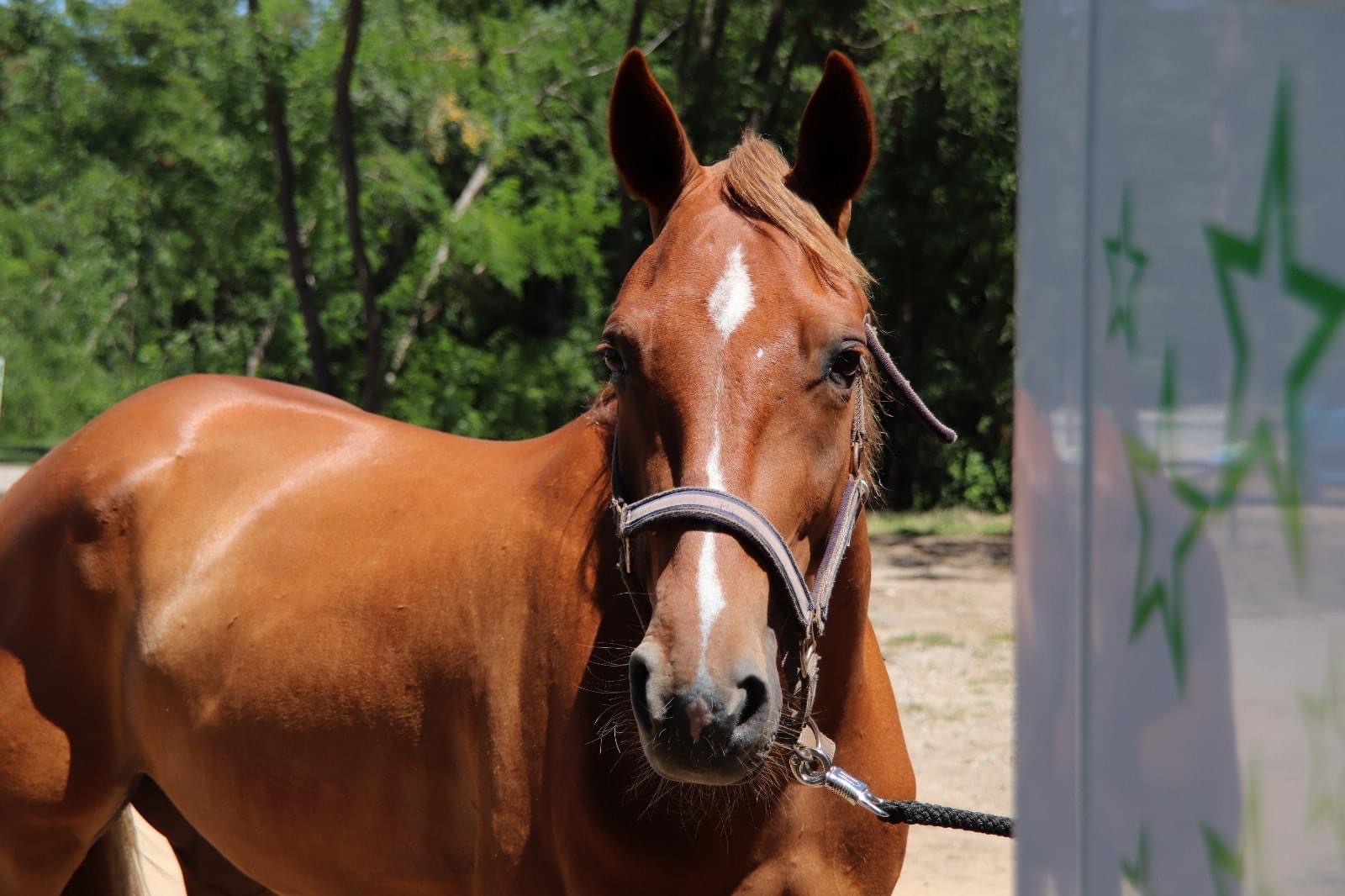 Image de l'annonce Cheval 3 ans monté