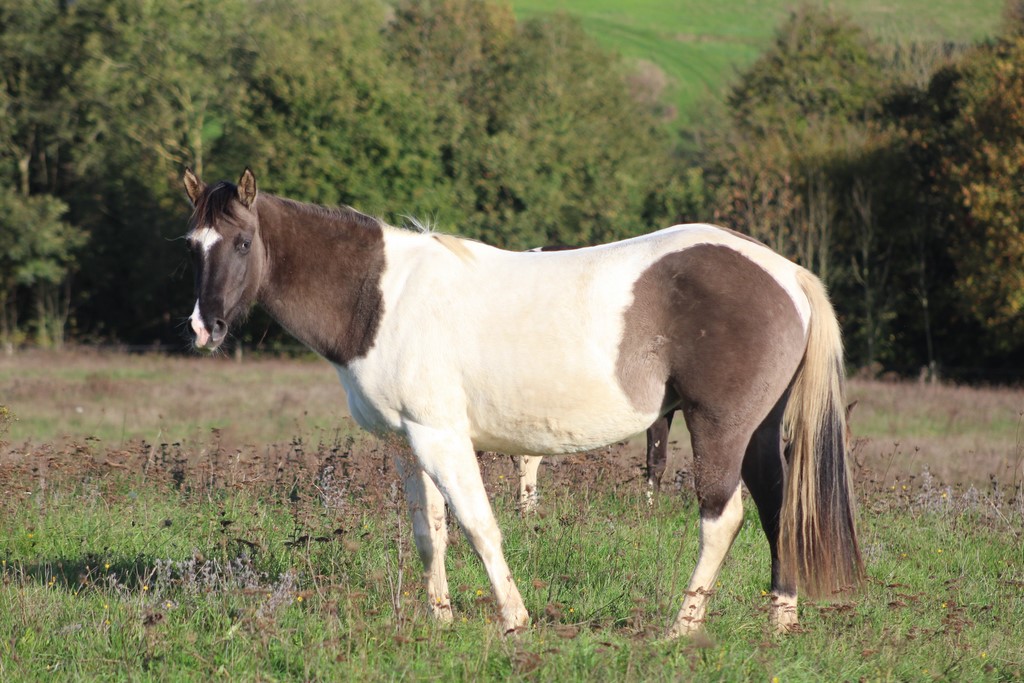 Image de l'annonce Jeune jument paint horse grullo tobiano montée