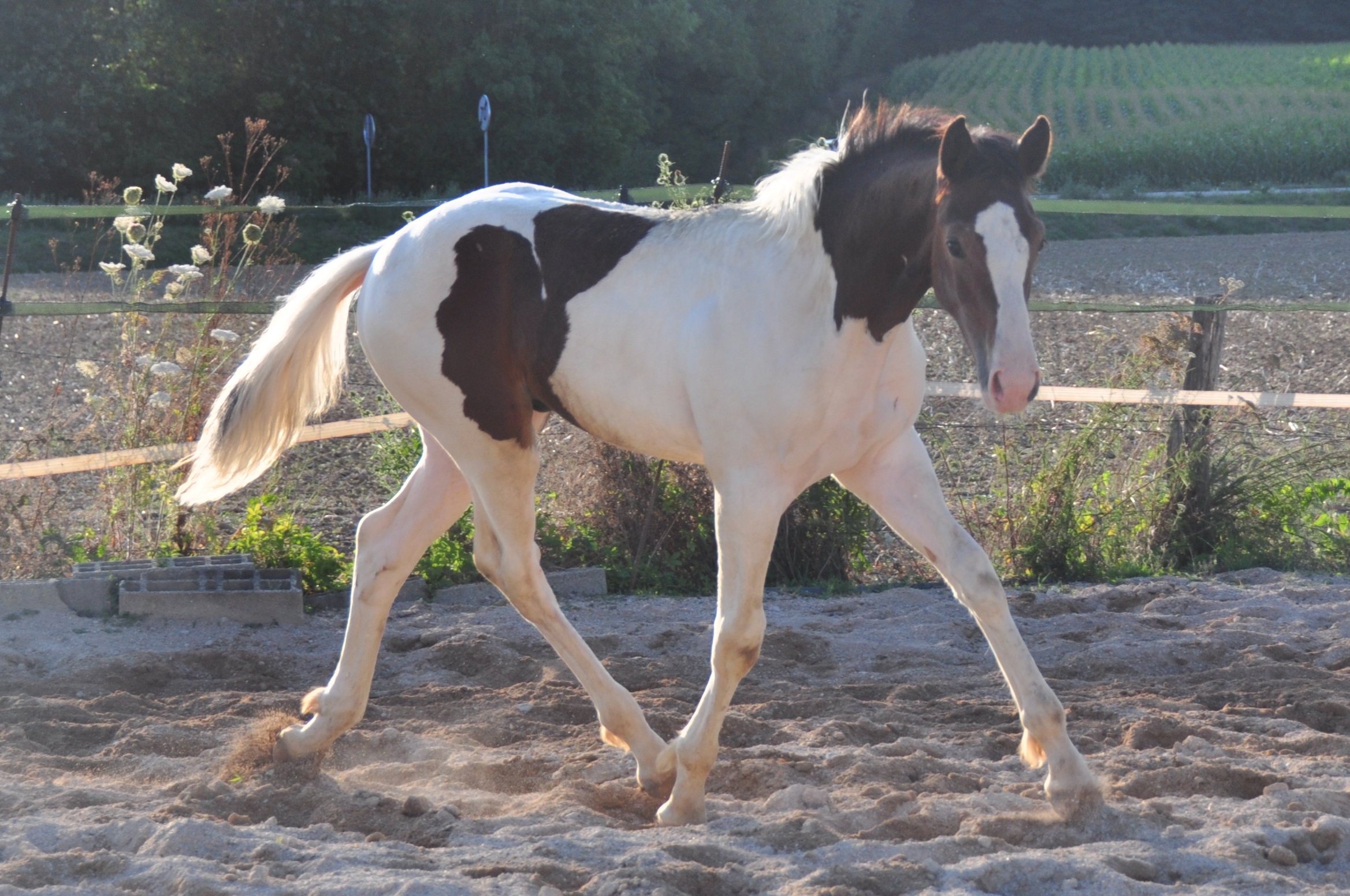 Image de l'annonce Magnifique poulain sport top origines modèle allures