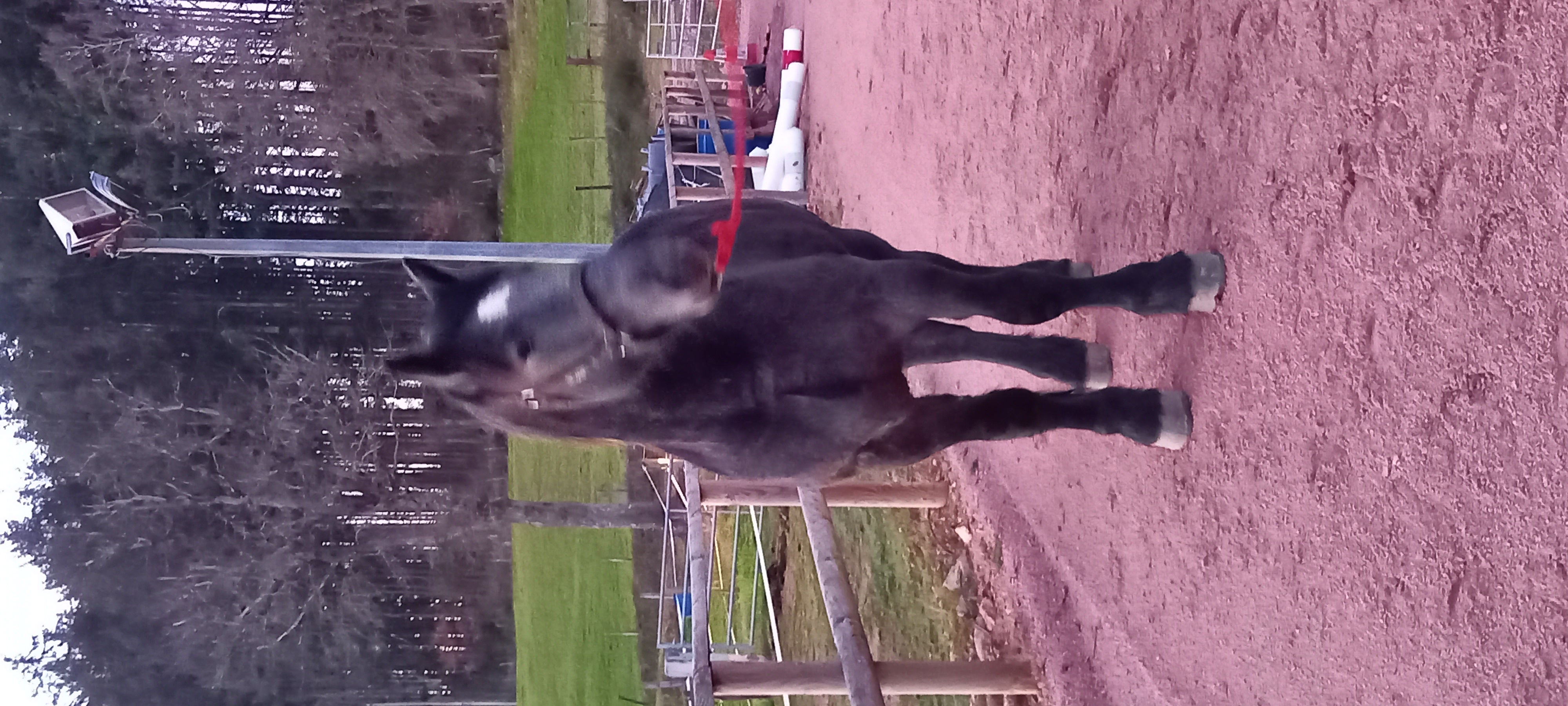 Image de l'annonce Poulain Percheron 2 ans