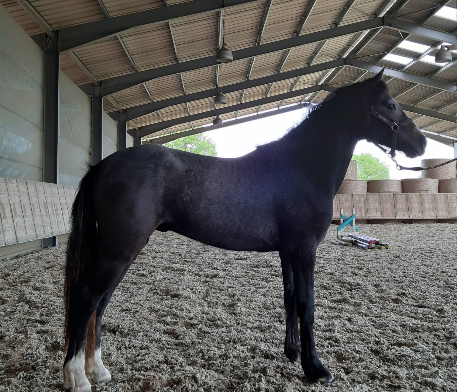 Image de l'annonce Mâle de 2 ans Connemara par Idefix de Villon et Kilkenny Aluinn ( Thunder du Blin )