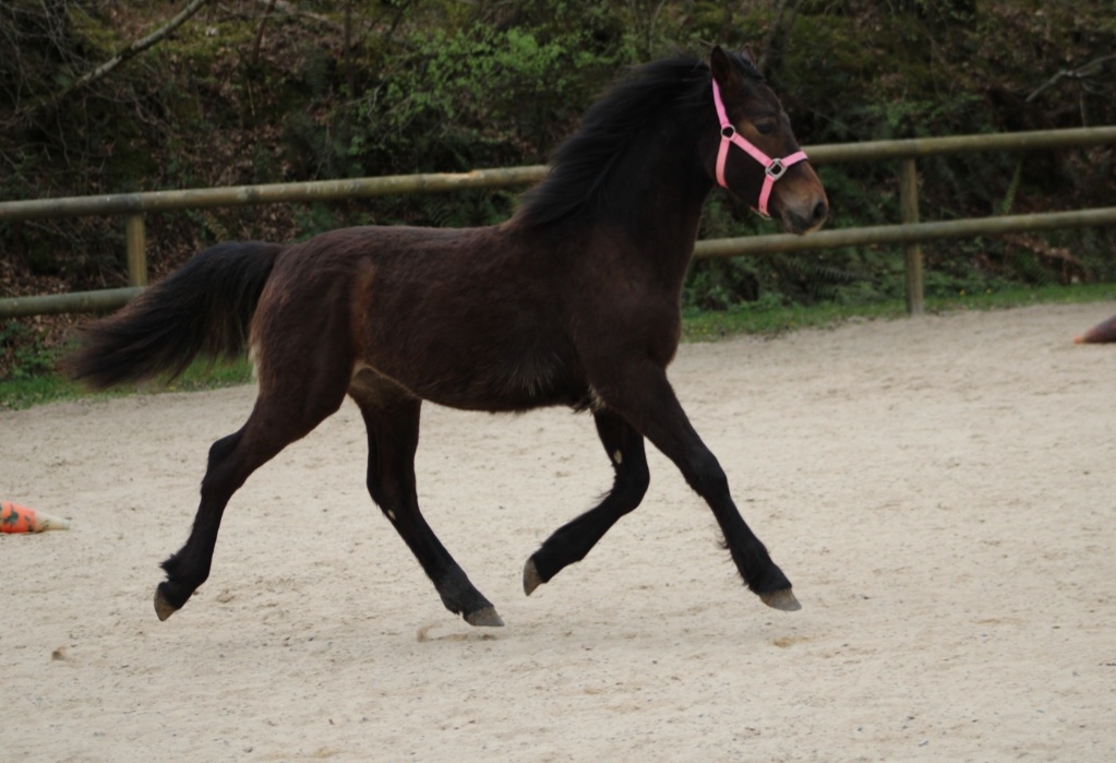 Image de l'annonce Poulain poney français de selle 1 ans
